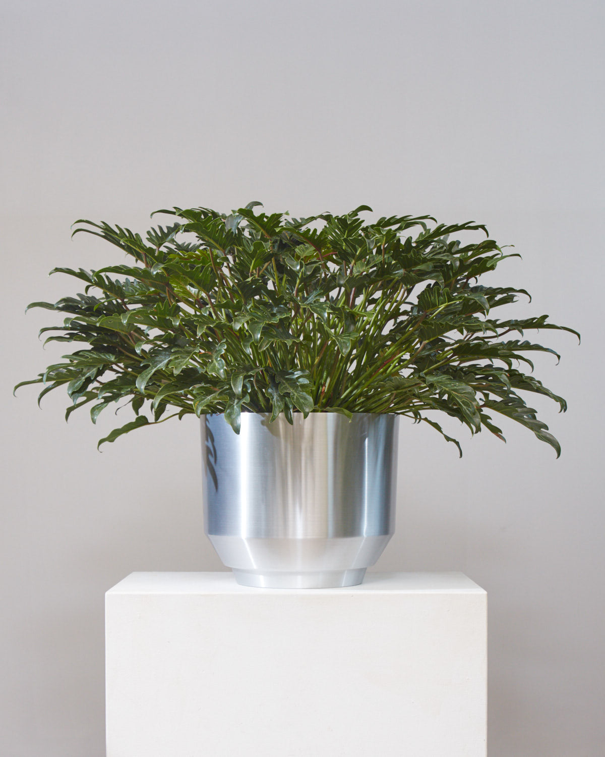 Winterbourn: Philodendron xanadu - 14 inch pot - 3 foot tall