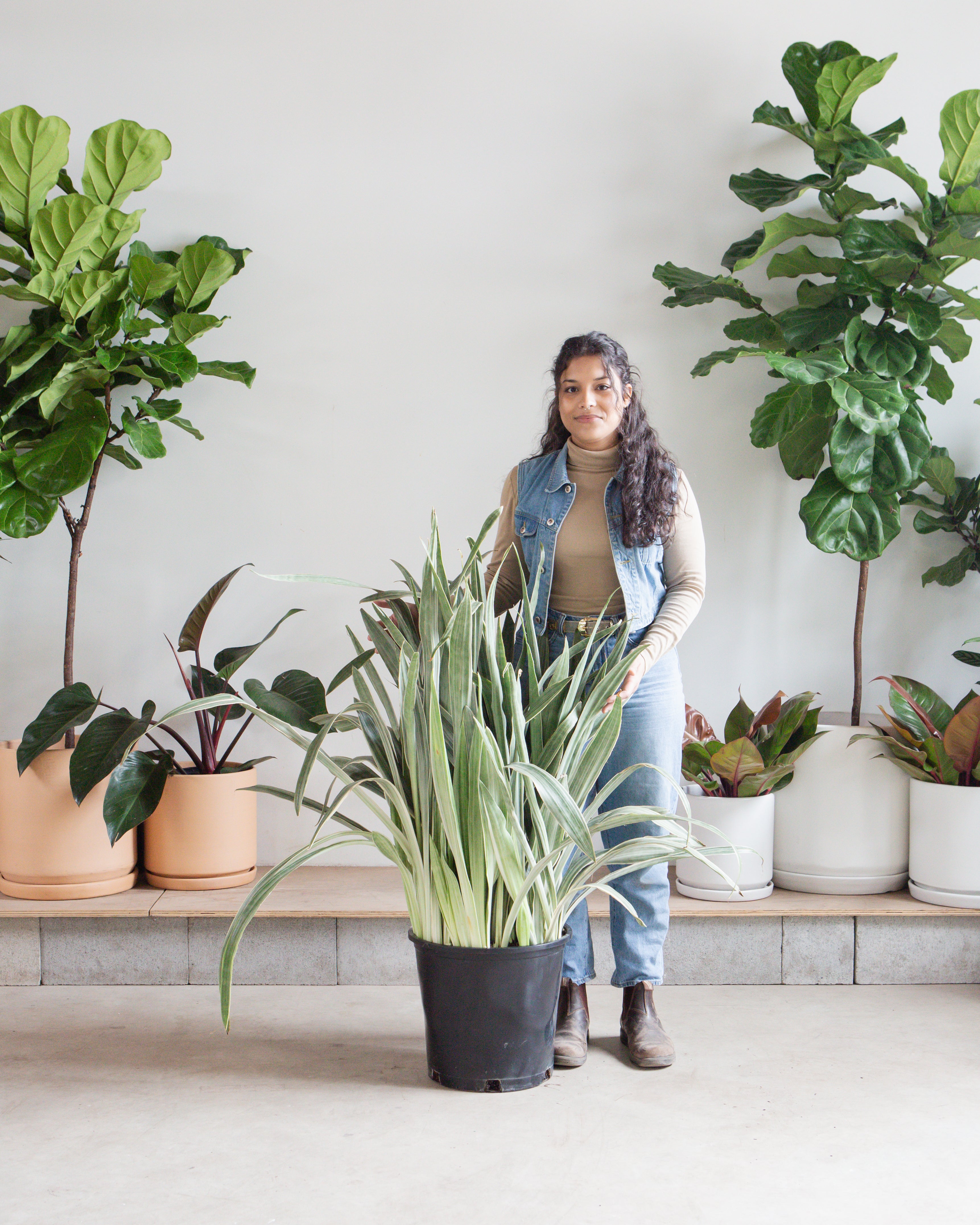 SNAKE PLANT (SANSEVIERIA 'SAYURI') 14 Inch. Grower Pot – Dynasty Plants