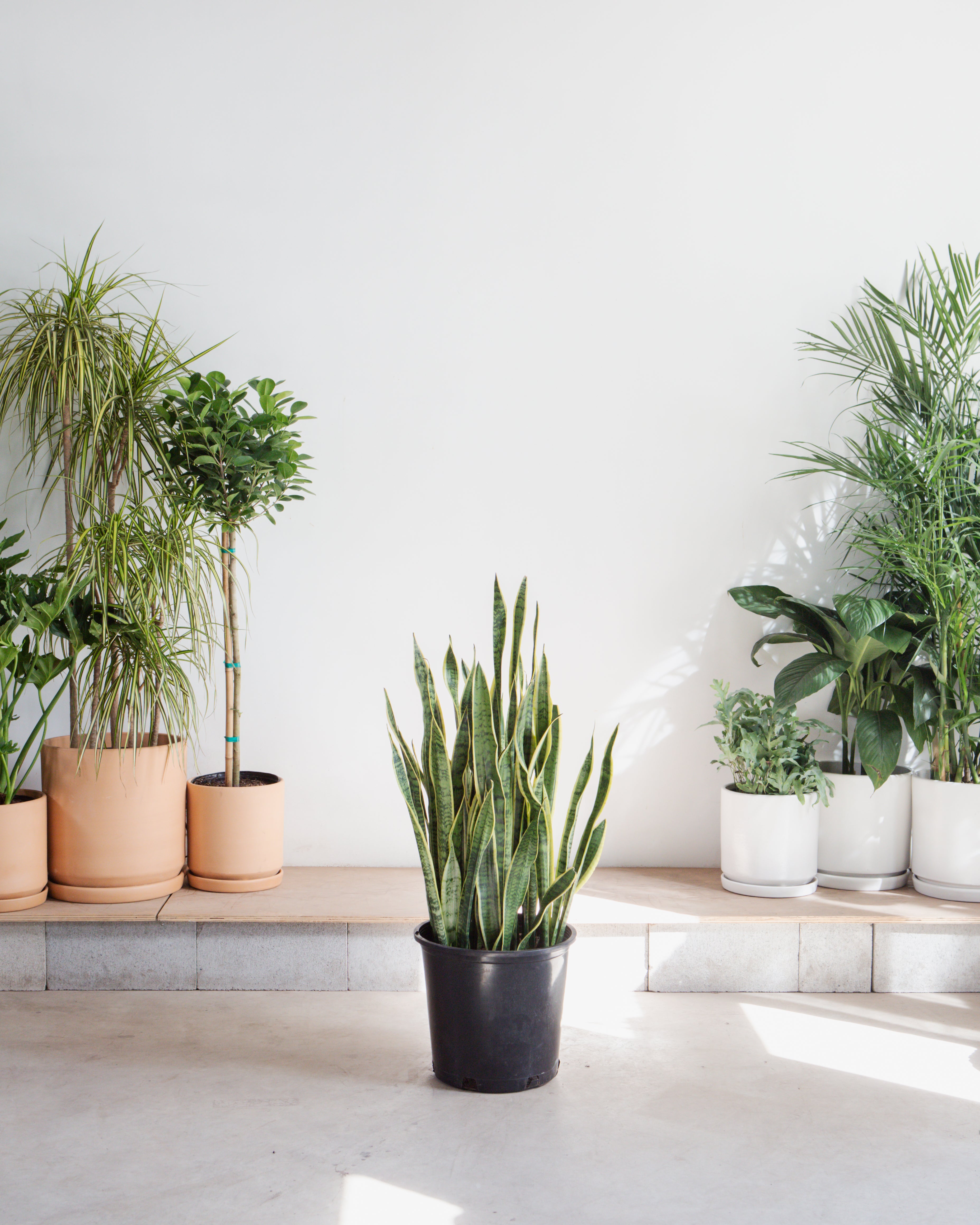 Yellow Snake Plant: Sansevieria trifasciata 'Laurentii' - 14 inch pot - 2.5-3 Foot Tall
