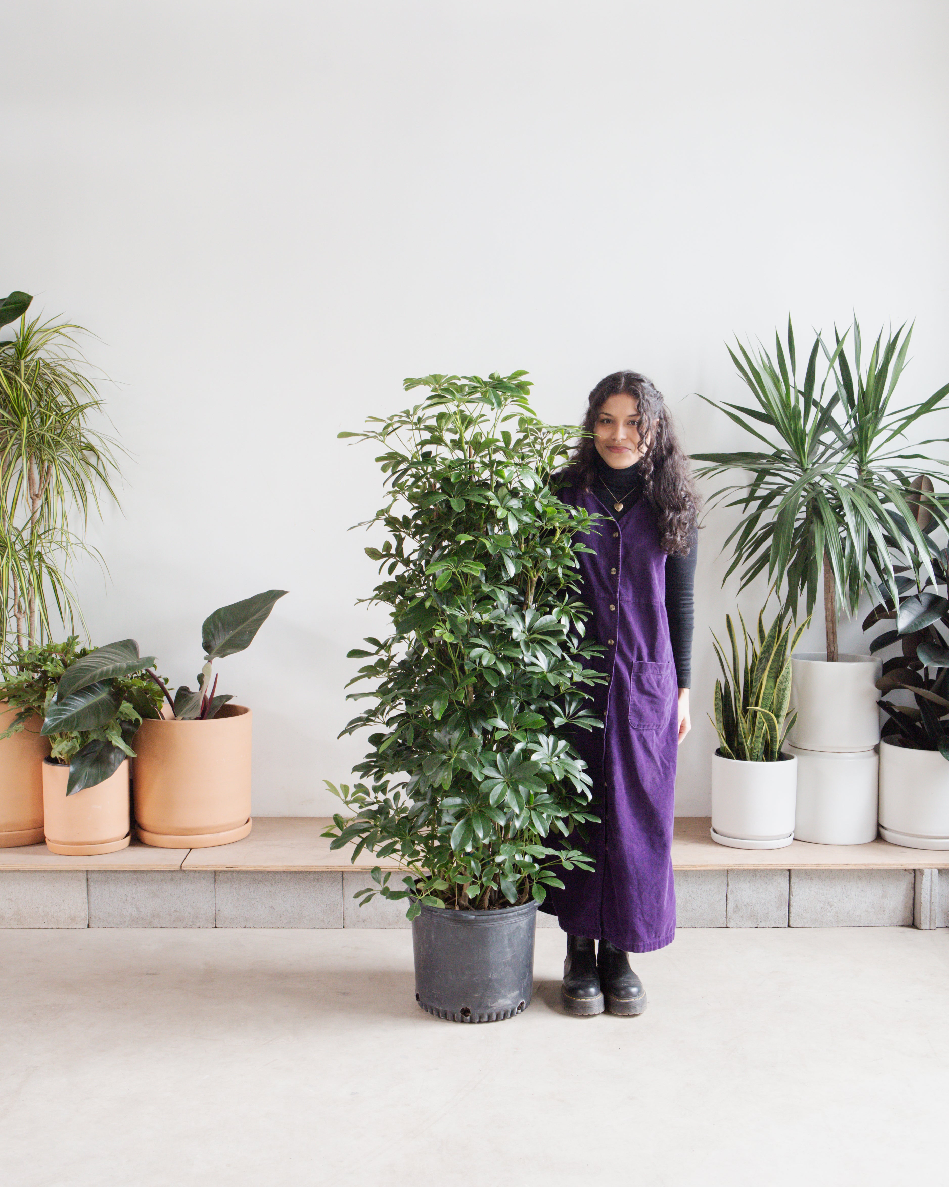 Umbrella Tree Column: Schefflera arboricola - 14 inch pot - 5.5-6 foot tall