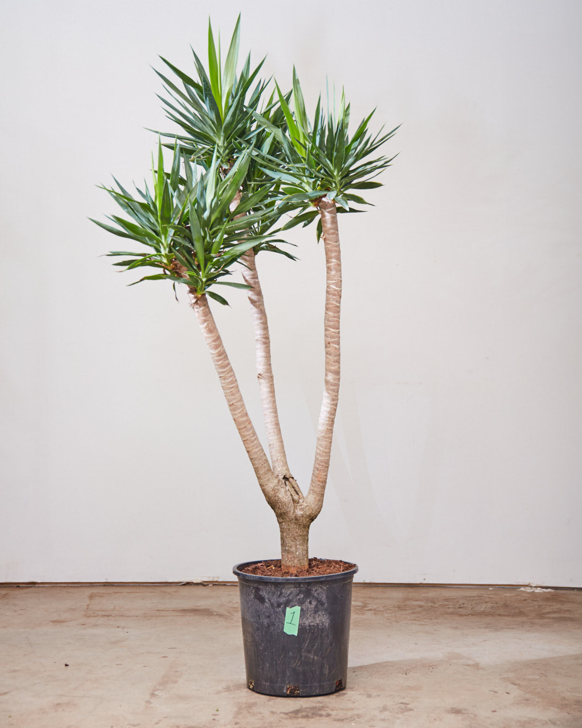 YUCCA 'WISHBONE' 14 Inch. Grower Pot (5.5 - 6 ft tall)