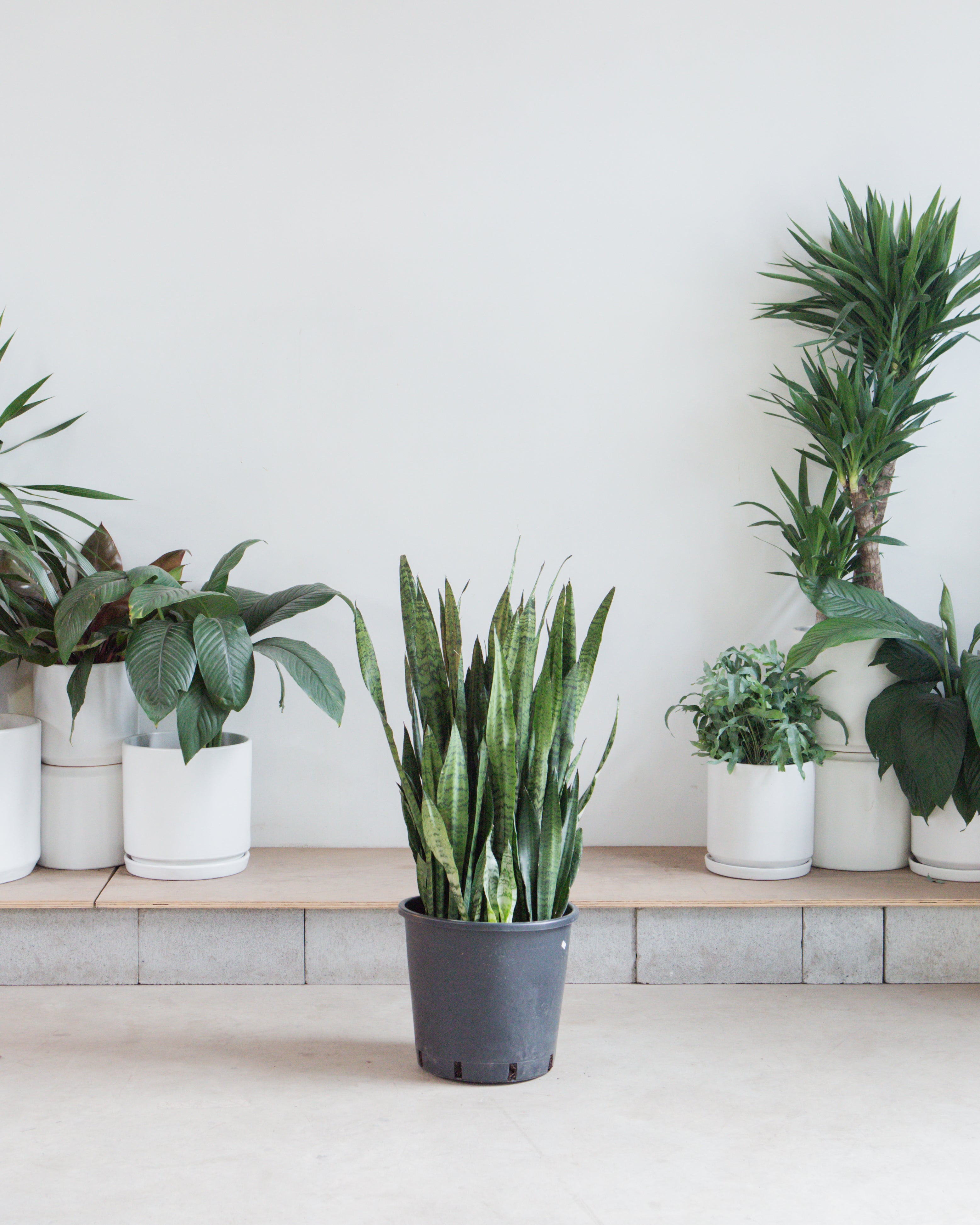 Green Snake Plant: Sansevieria trifasciata 'Zeylanica' - 14 inch pot - 3-4 foot tall