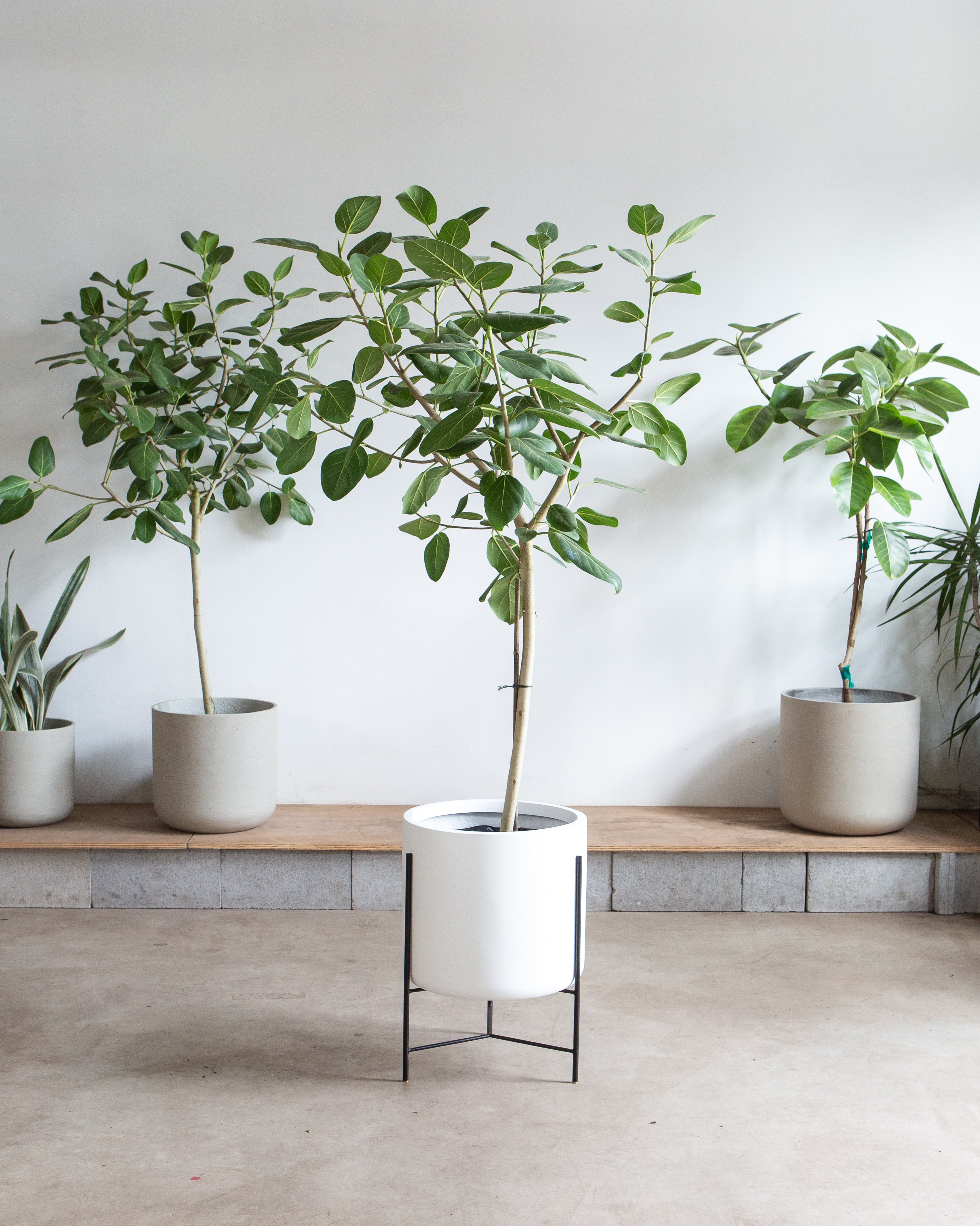 CYLINDRICO - WHITE PLANTER - LARGE 15.7-- FLOOR MODEL FINAL SALE