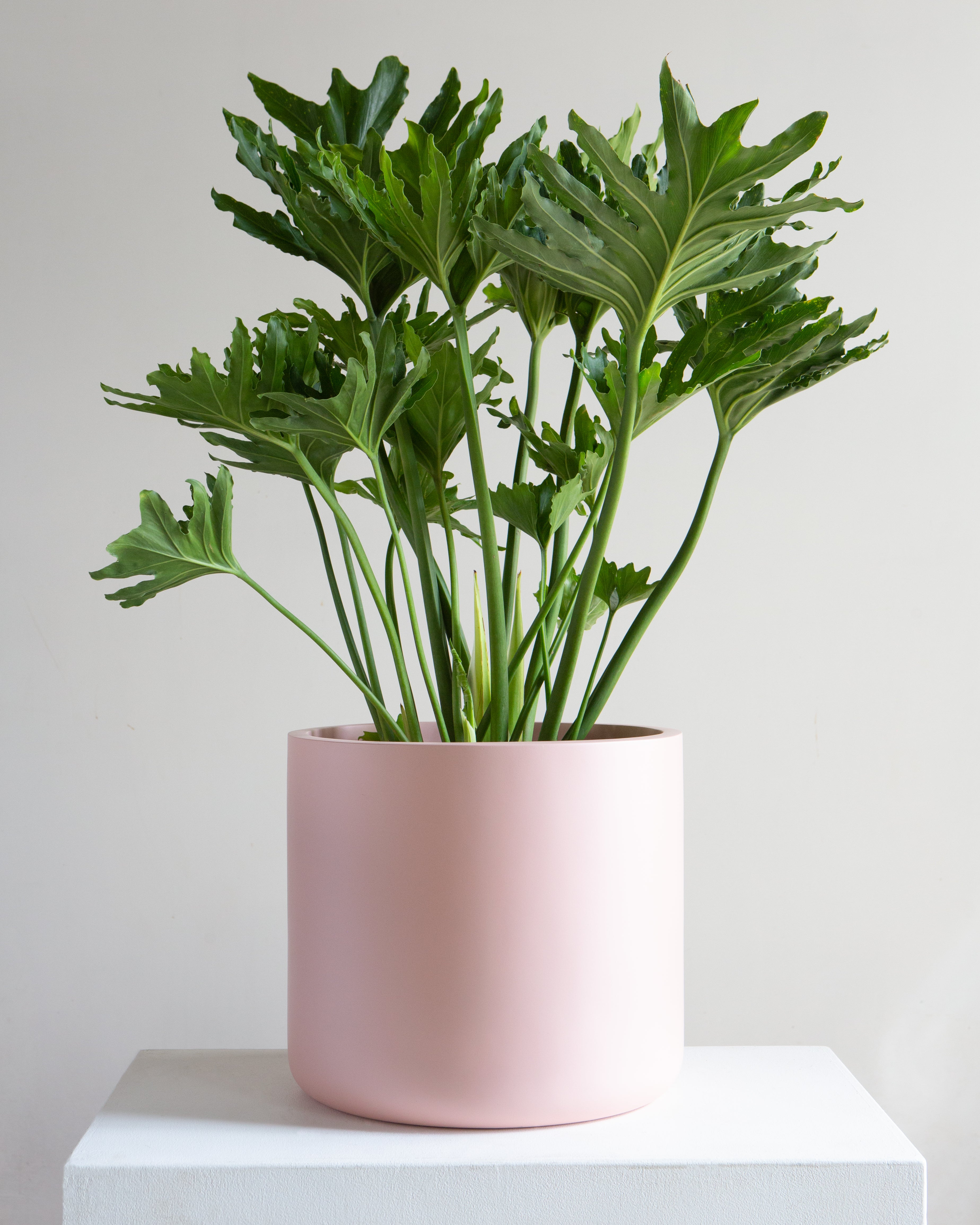 CYLINDRICO - PINK SALT, Large 15.7 x 15.7 x 14.2 in