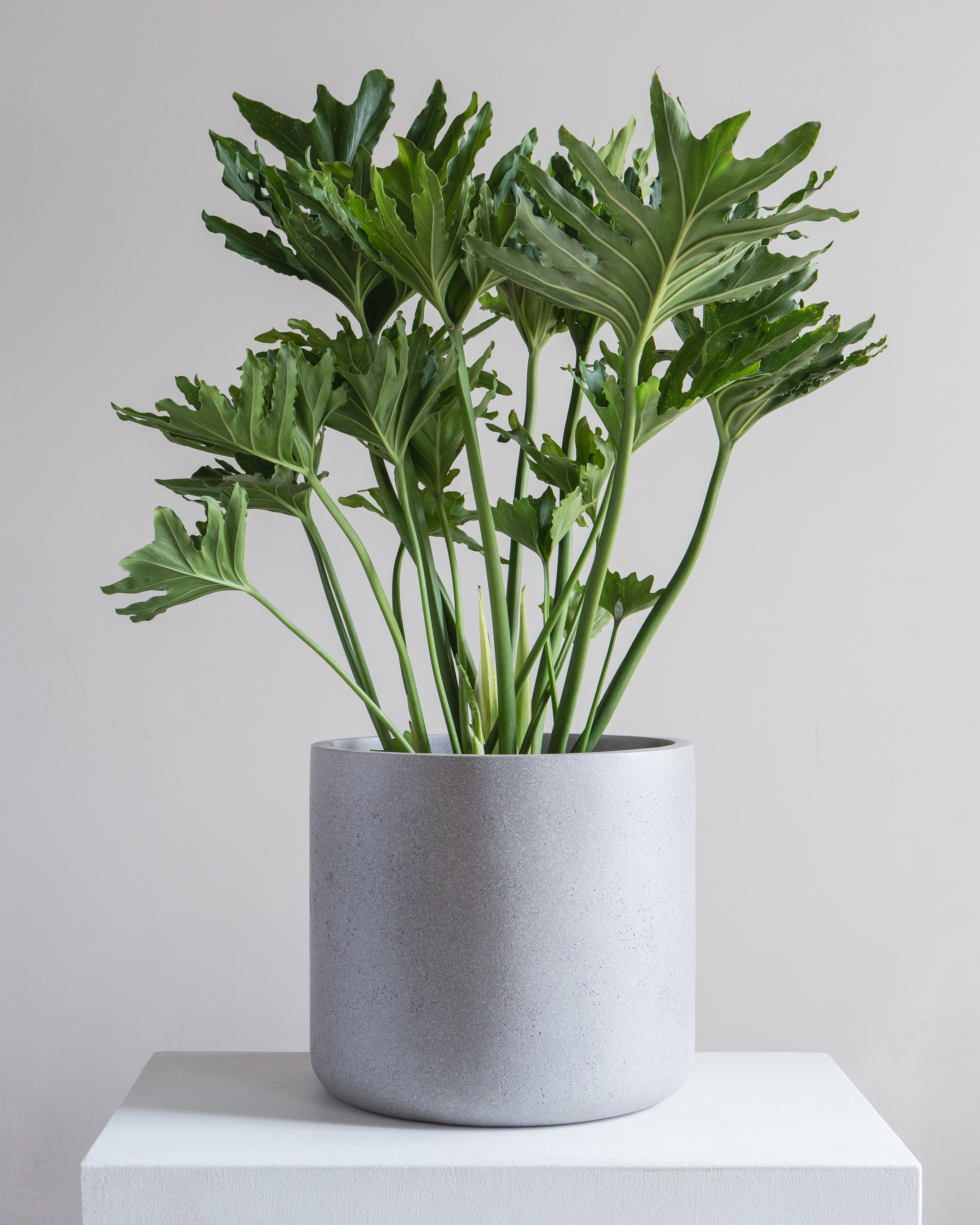 CYLINDRICO - CEMENT GREY, Large 15.7 x 15.7 x 14.2 in
