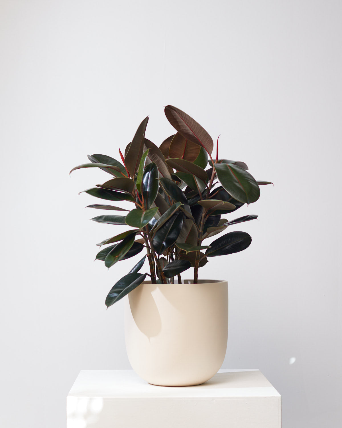 COMMON HOUSE - TAN PLANTER - Large 15 Inch