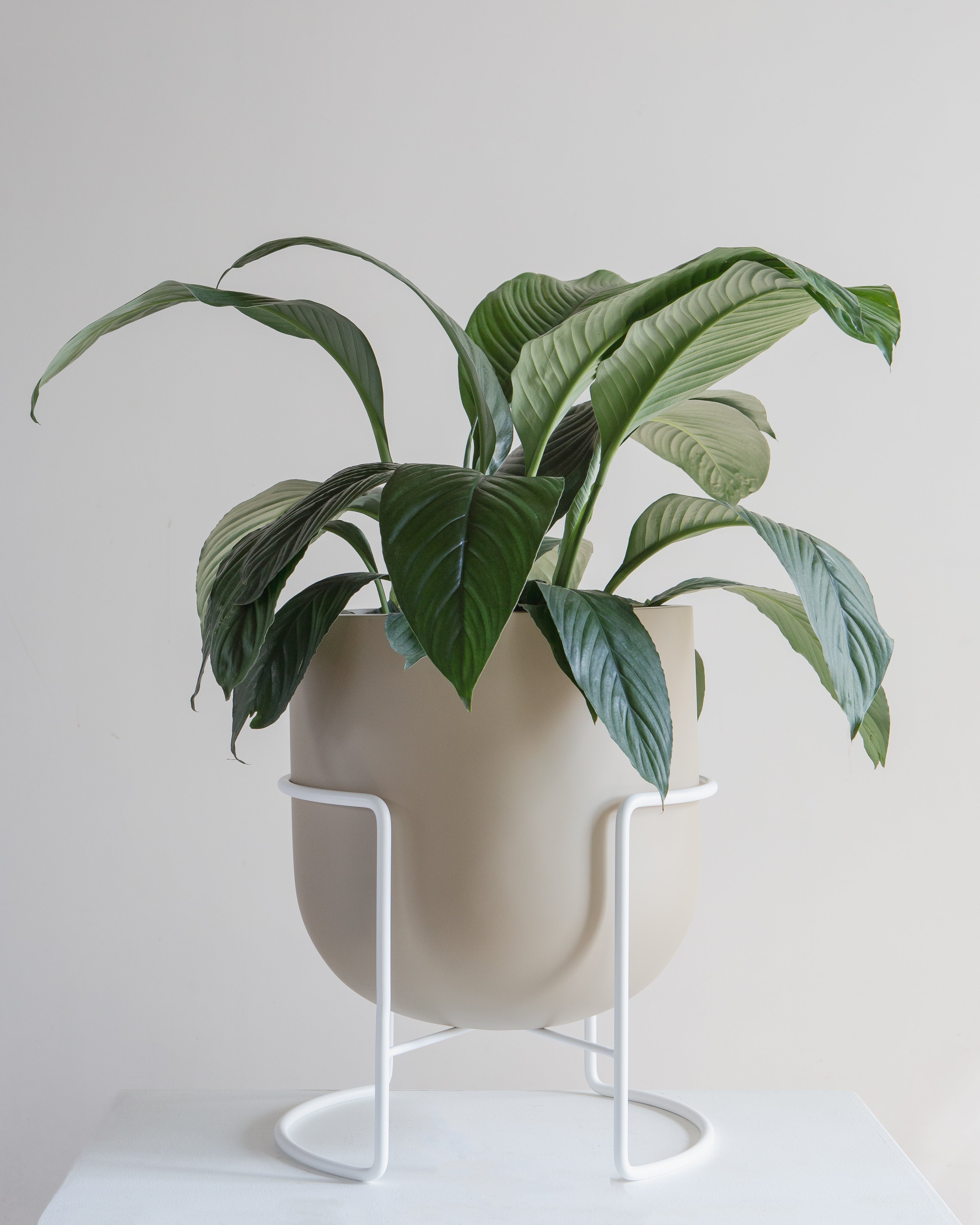 ROTUNDA WITH STAND - GINGER / White Stand, Large 16.3 x 16.3 x 19.9 in