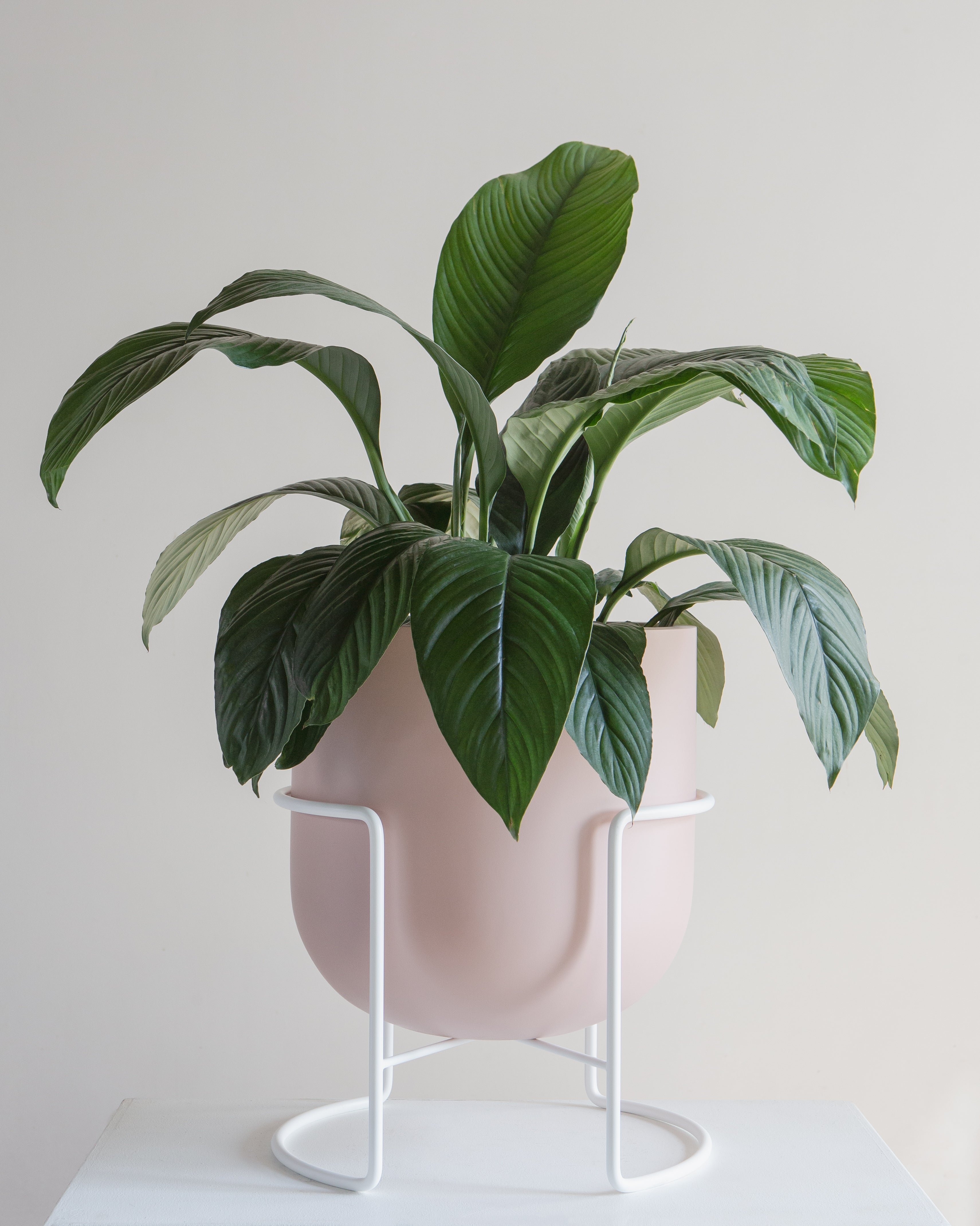 Rotunda Pink Planter | 12 inch Nursery Pot
