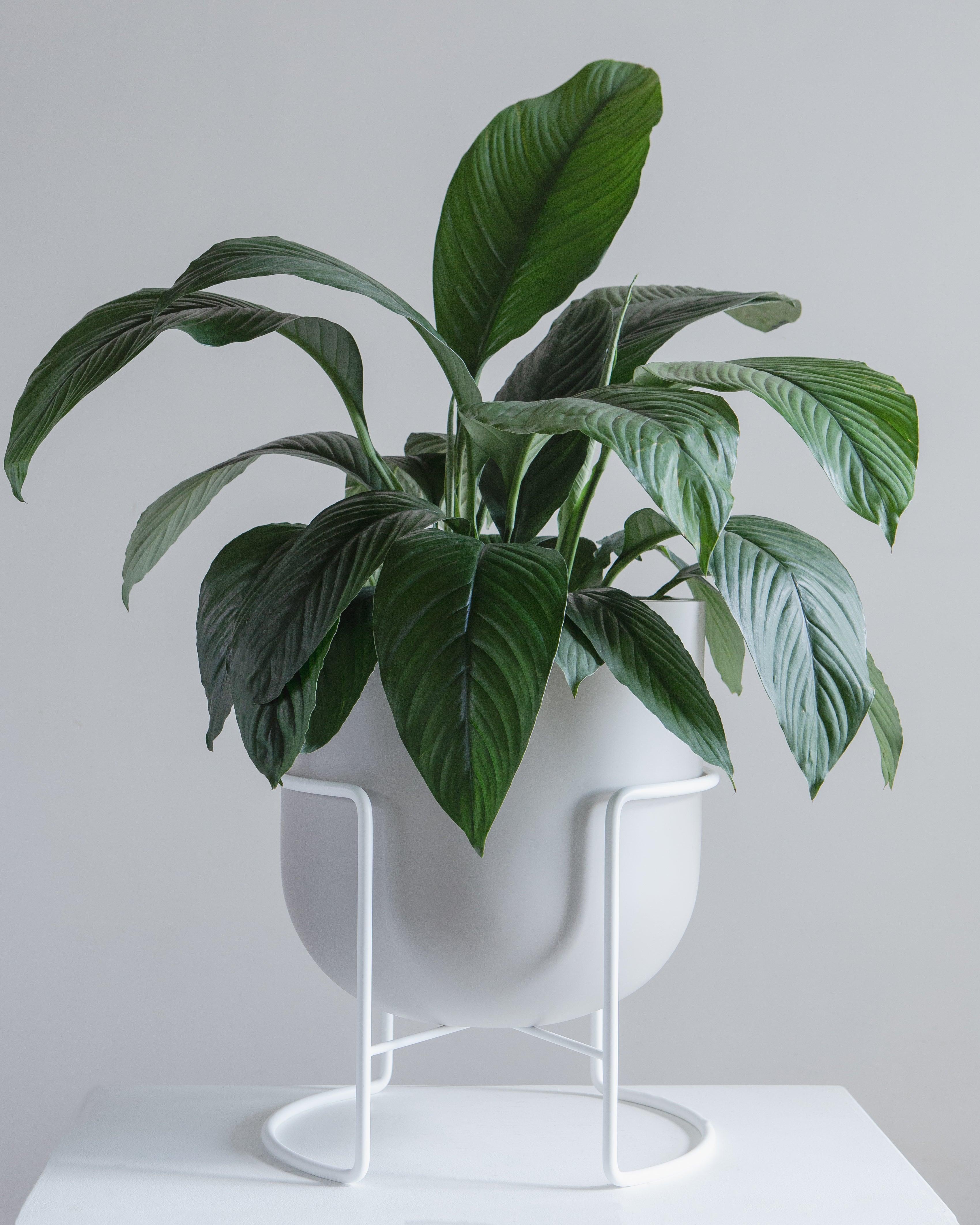 ROTUNDA WITH STAND - PUMICE STONE / White Stand, Large 16.3 x 16.3 x 19.9 in