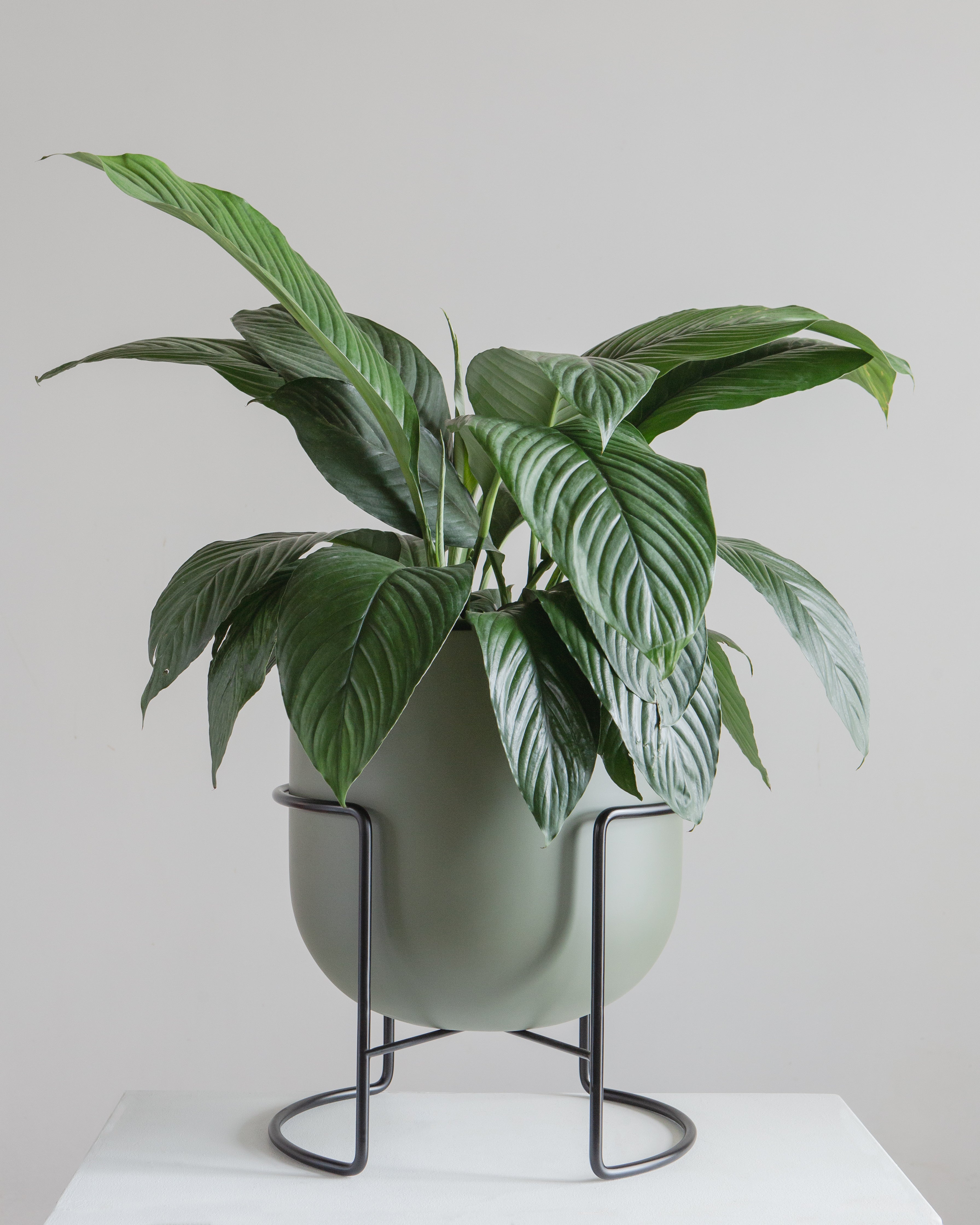 ROTUNDA WITH STAND - SAGE/ Black Stand, Large 16.3 x 16.3 x 19.9 in