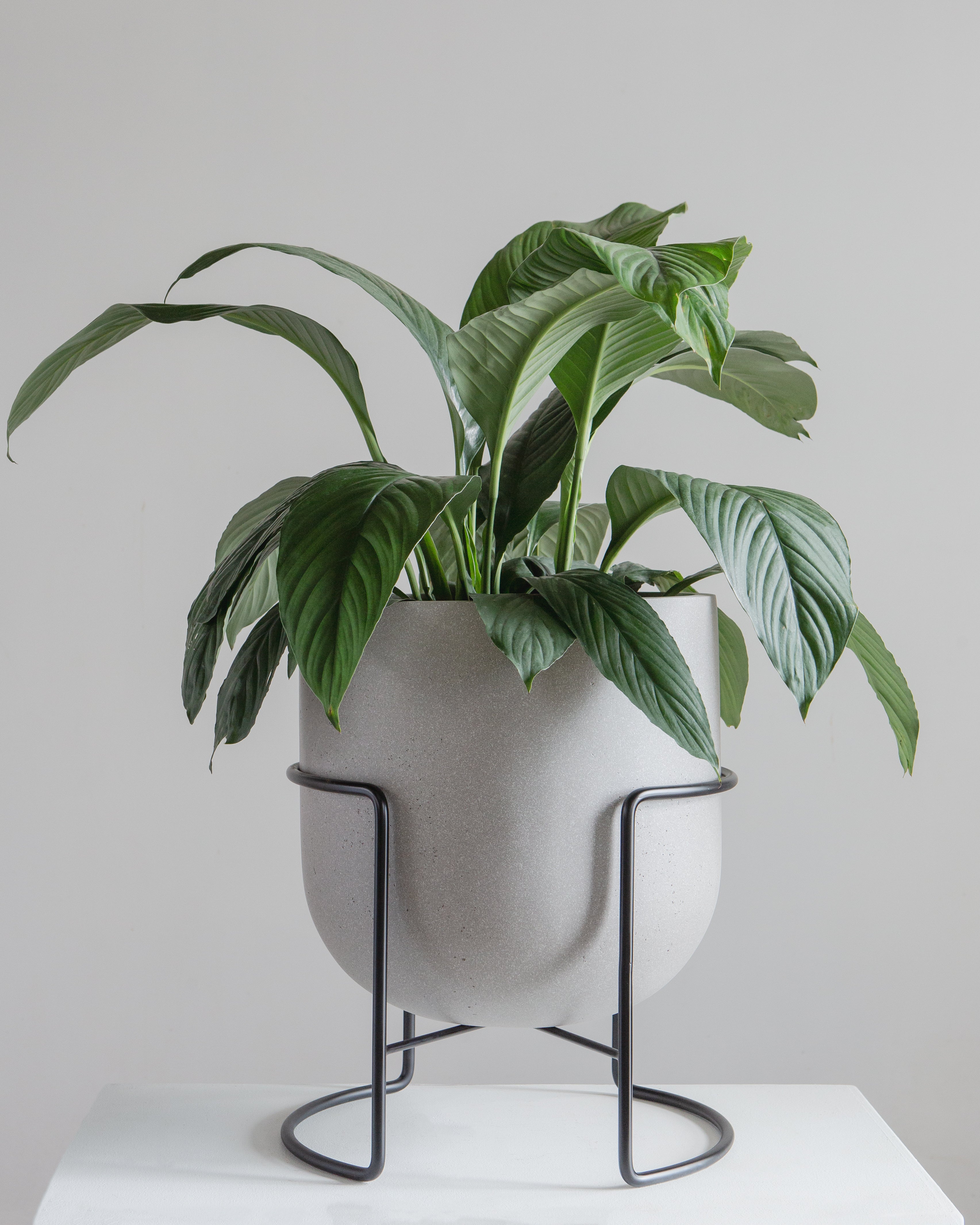 ROTUNDA WITH STAND - CEMENT GREY/ Black Stand, Large 16.3 x 16.3 x 19.9 in