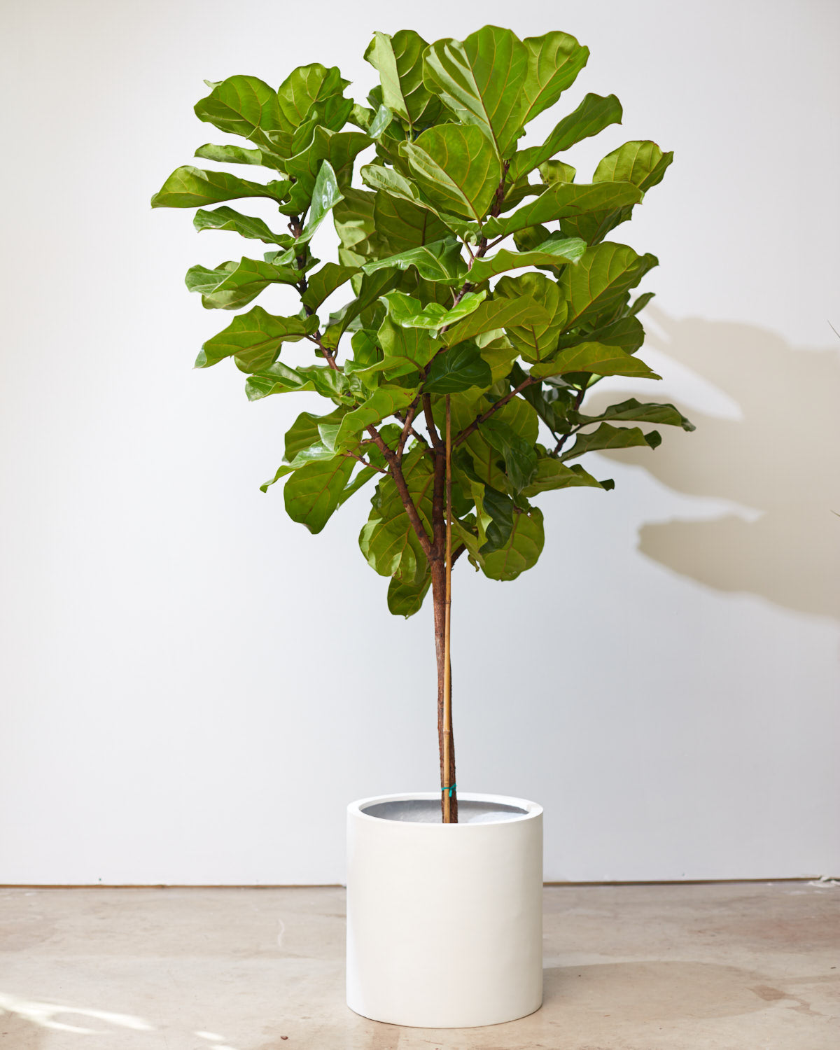 Essential Cylinder Planter | 14 inch Nursery Pot