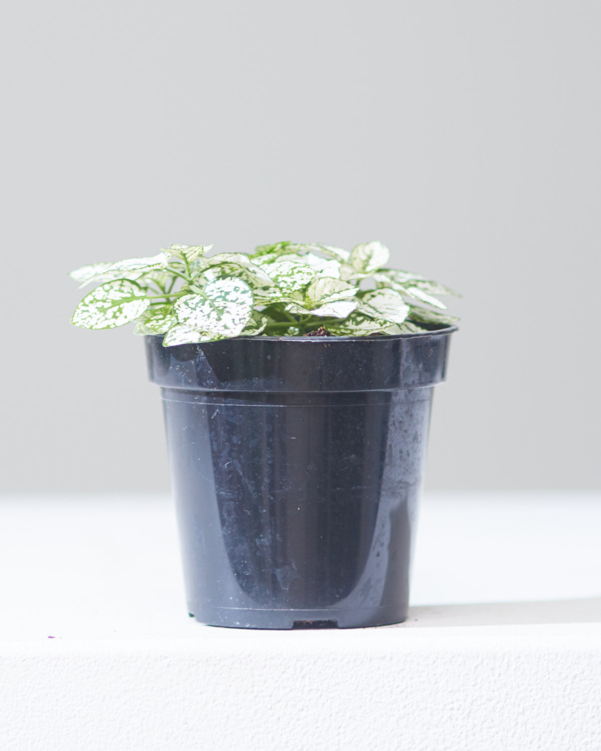 White Polka Dot Plant: Hypoestes phyllostachya - 4 inch pot