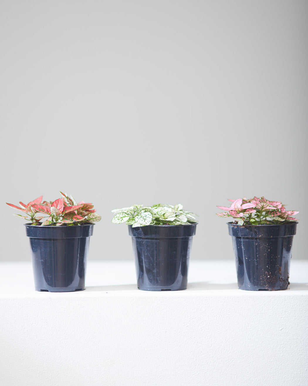 Red Polka Dot Plant: Hypoestes phyllostachya - 4 inch pot