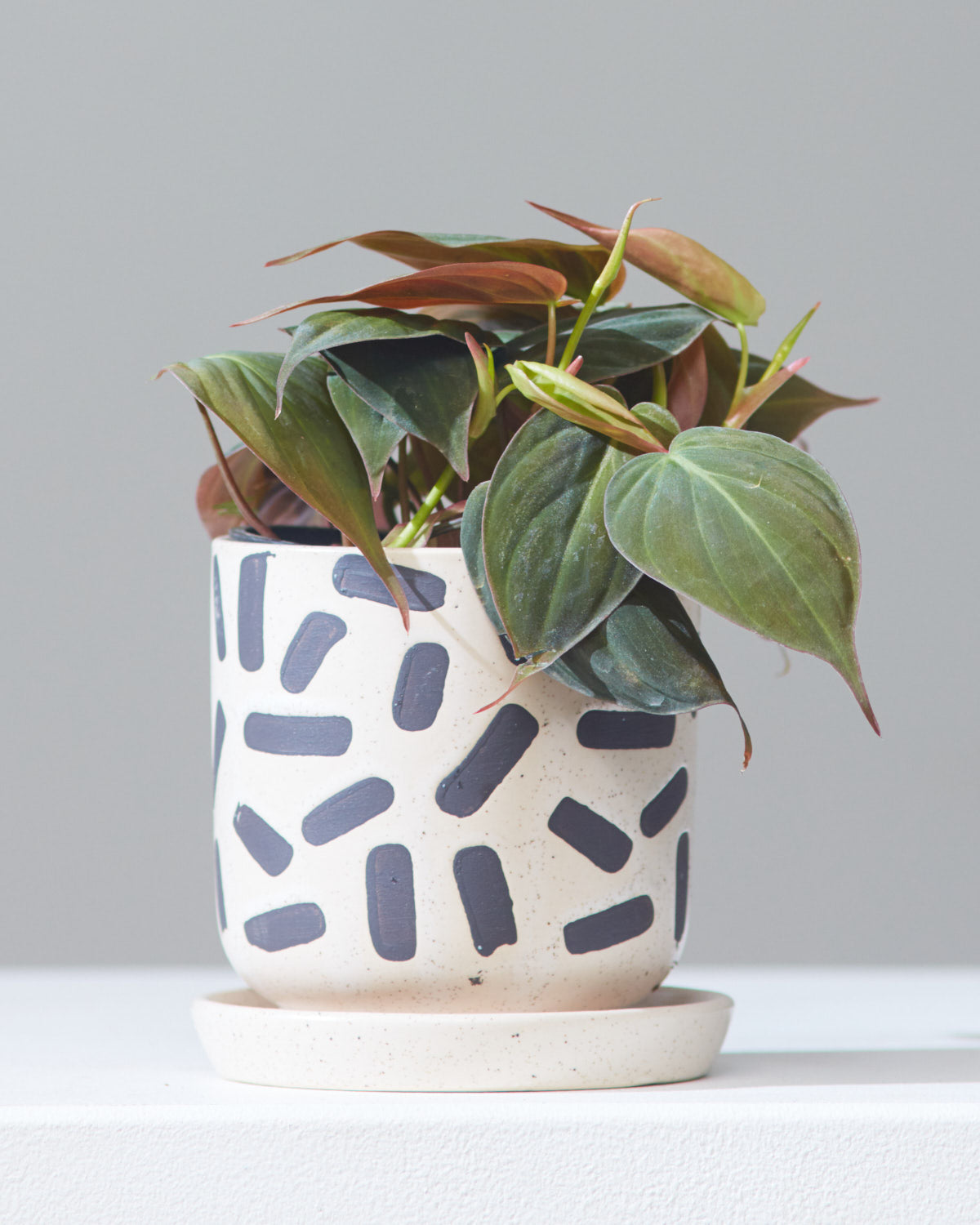 Velvet Leaf: Philodendron micans - 4 inch pot