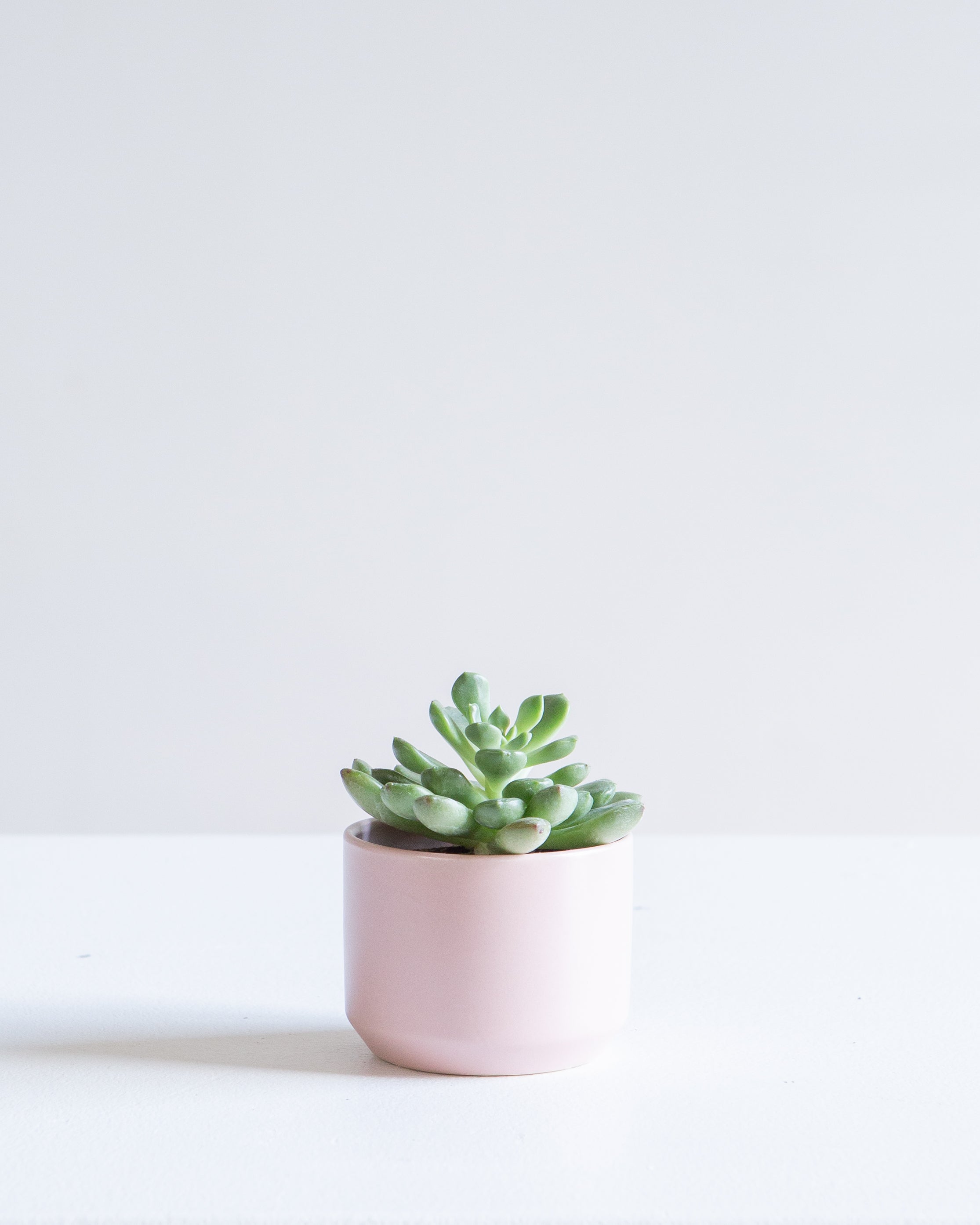 KENDALL PINK PLANTER Small 2.5 Inch