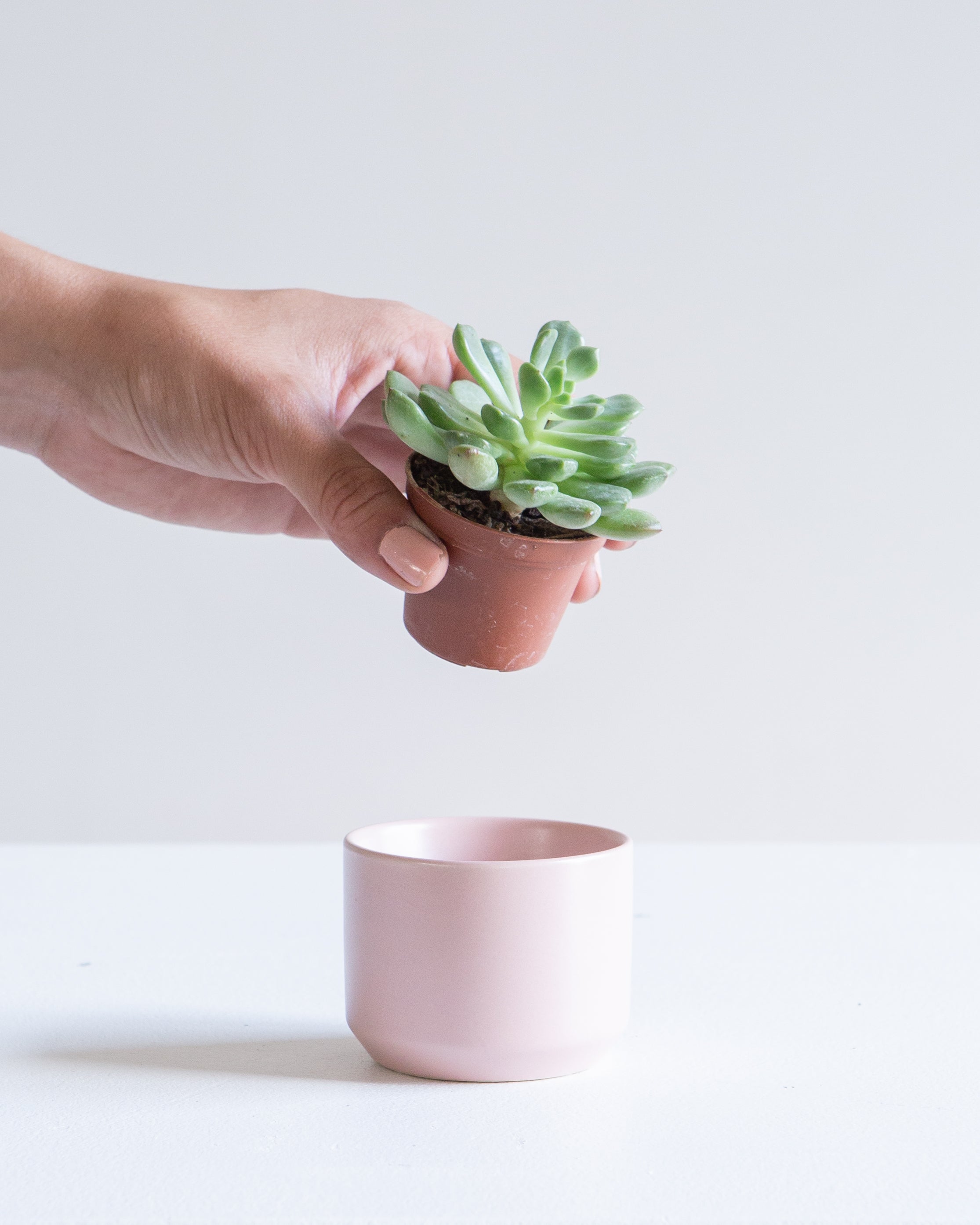 KENDALL PINK PLANTER Small 2.5 Inch