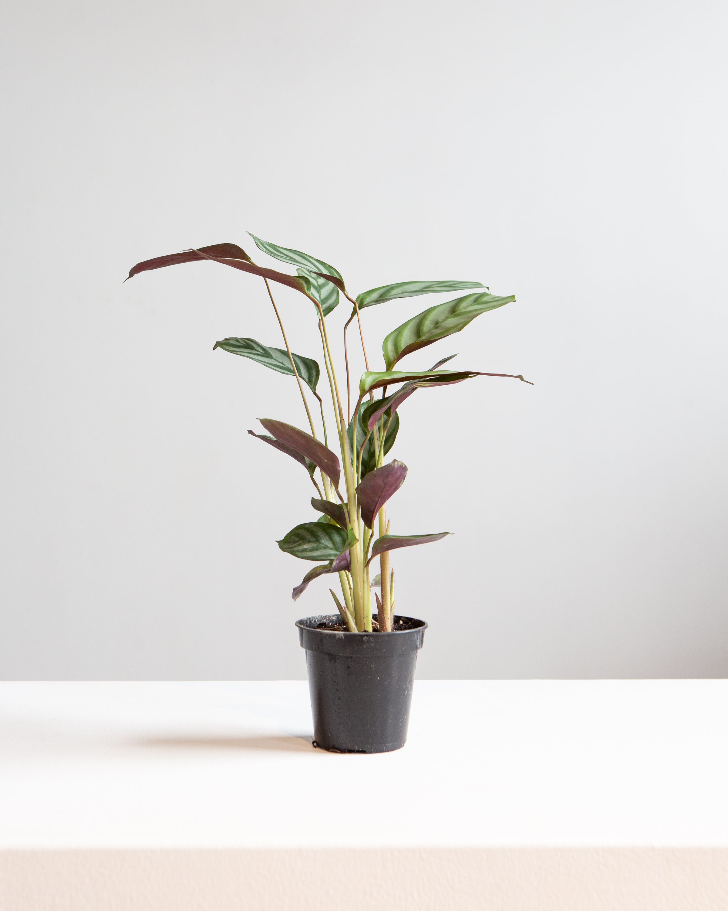 CALATHEA 'SETOSA' 3.5" Grower Pot  Dynasty Plants