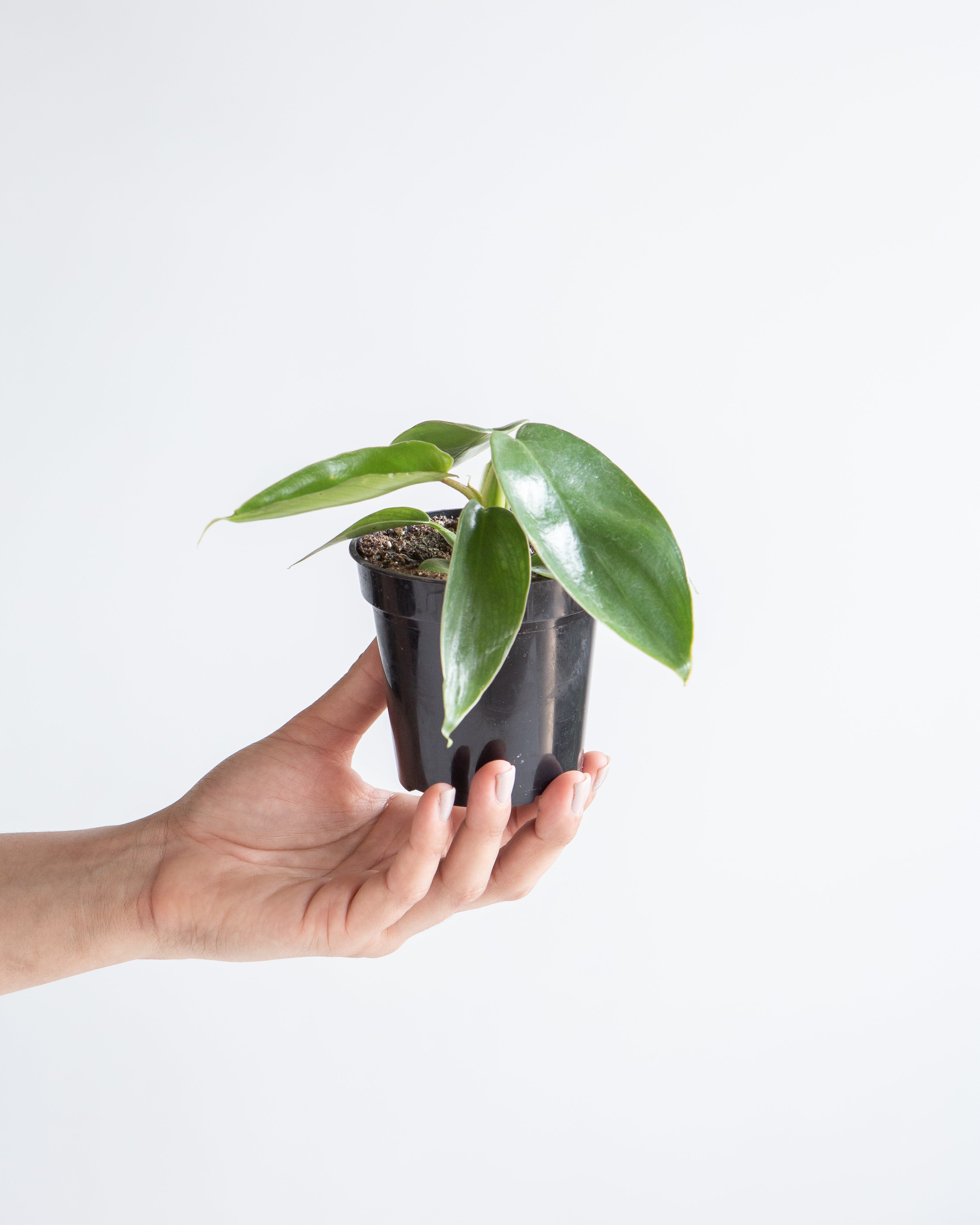 Florida Green: Philodendron - 4 inch pot