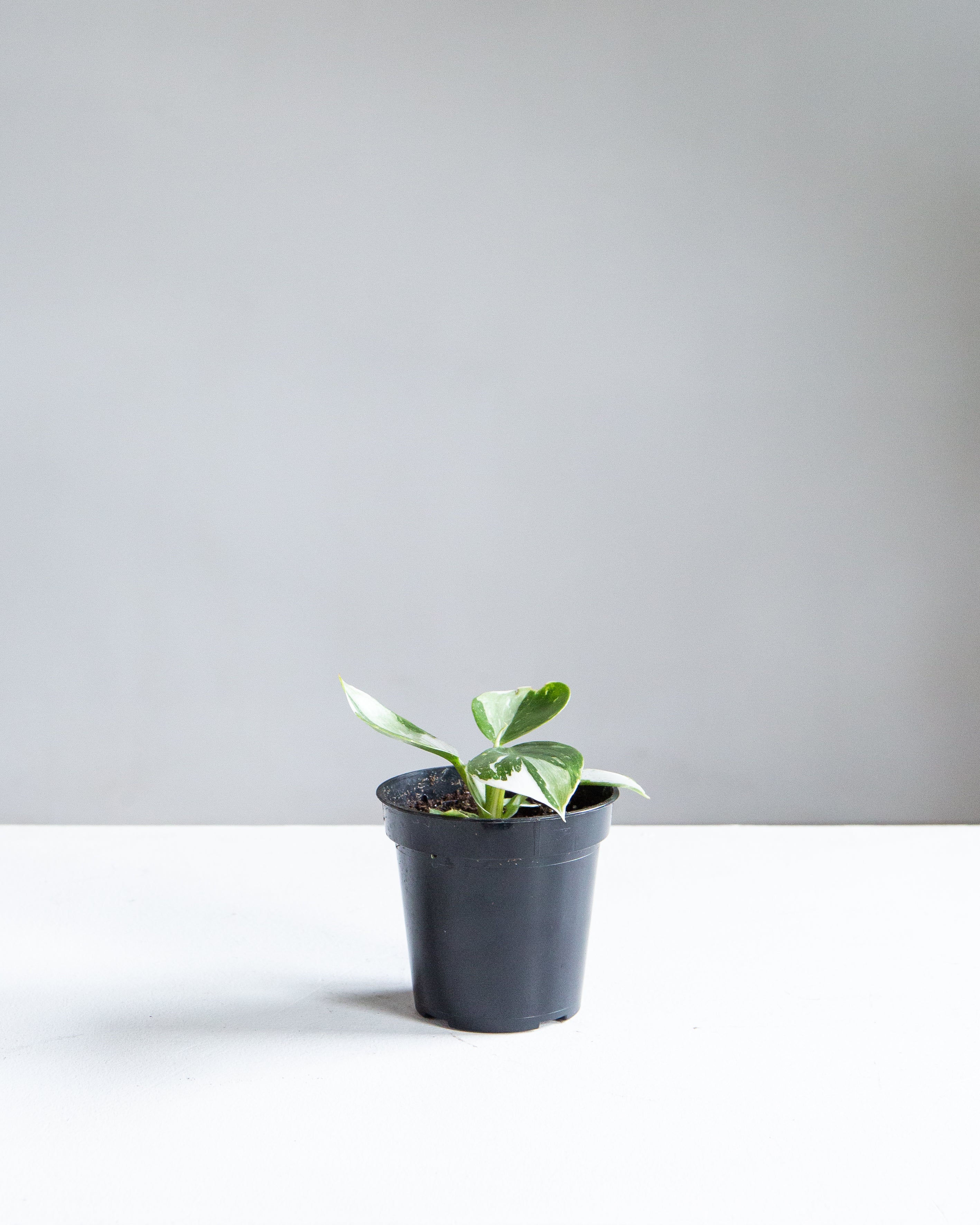 White Wizard: Philodendron erubescens - 4 inch pot