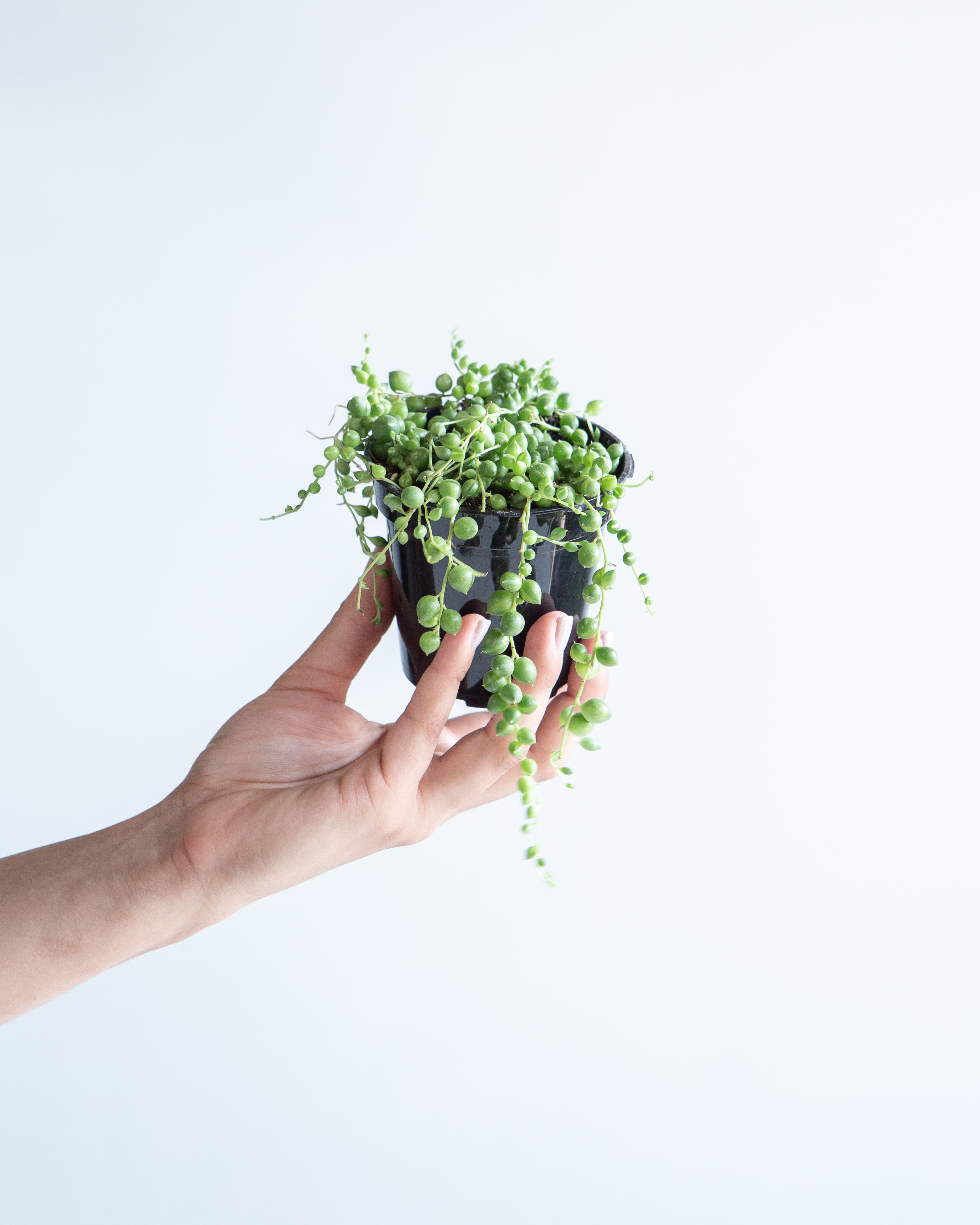 String of Pearls: Curio rowleyanus - 4 inch pot