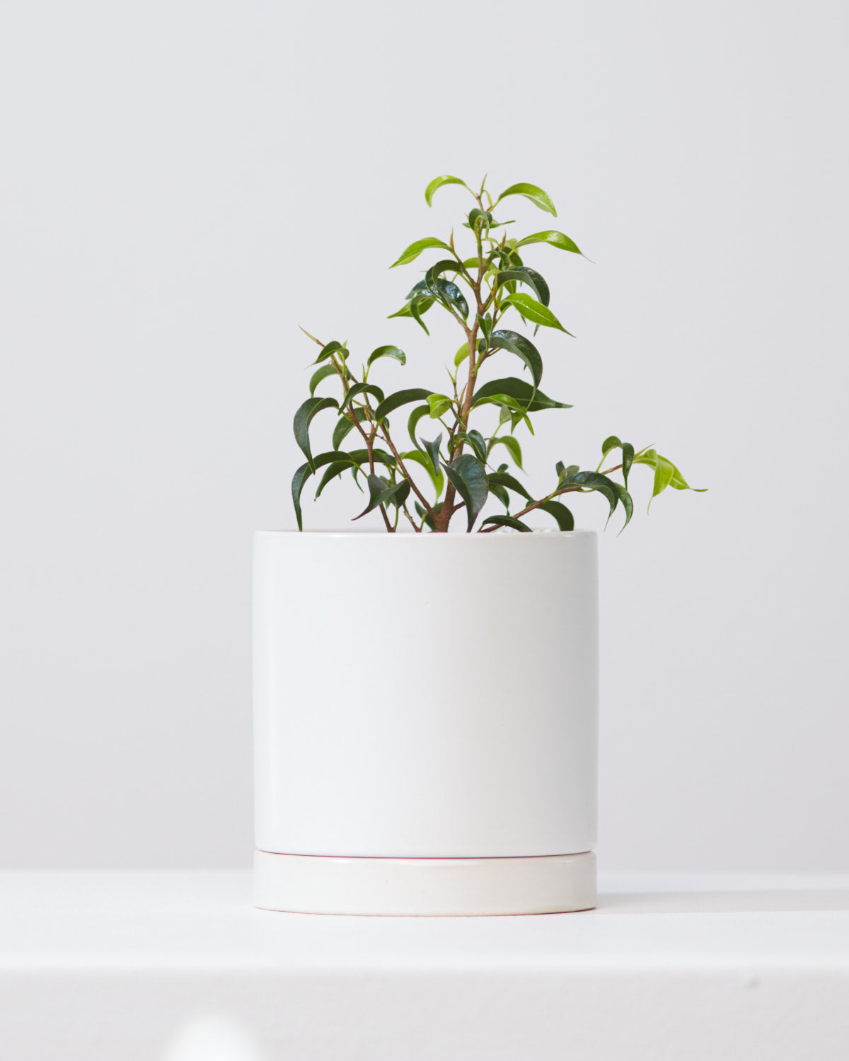 Romey Ceramic Pot with Drainage and Tray | 4 inch Diameter