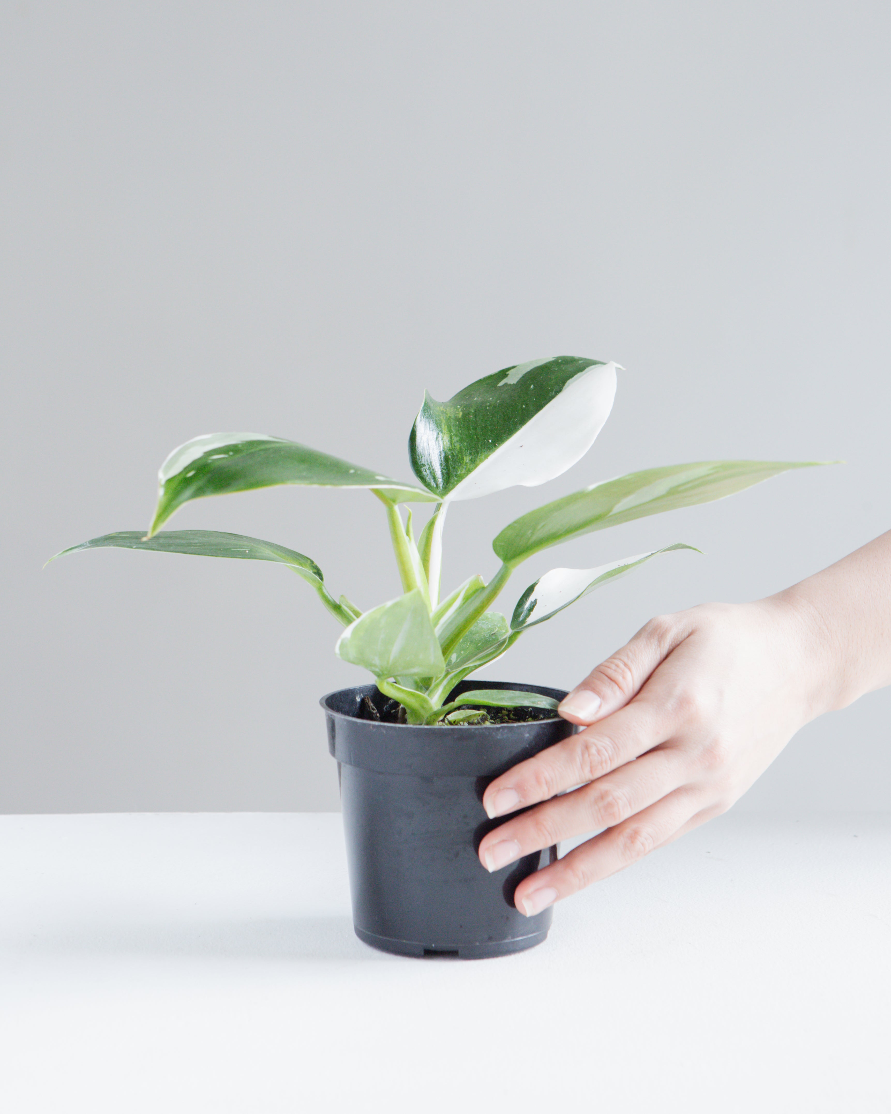 White Knight: Philodendron sp. - 4 inch pot