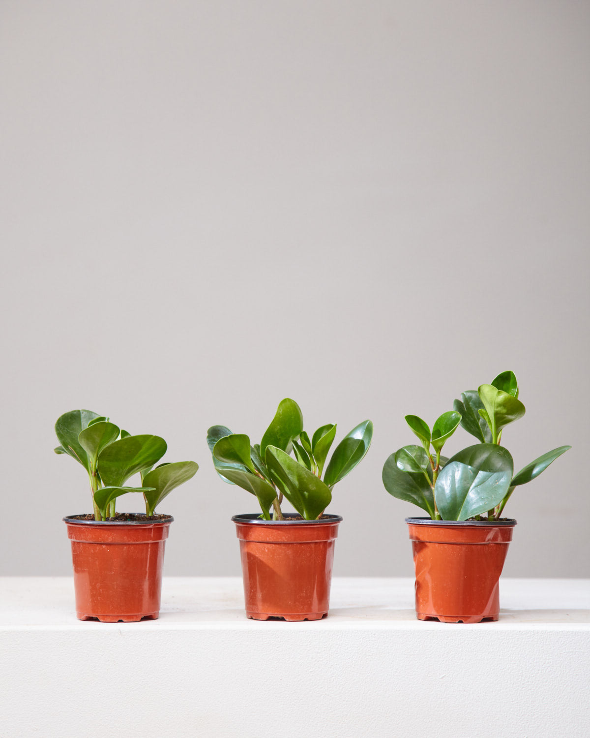 Baby Rubber Plant: Peperomia obtusifolia - 5 inch pot