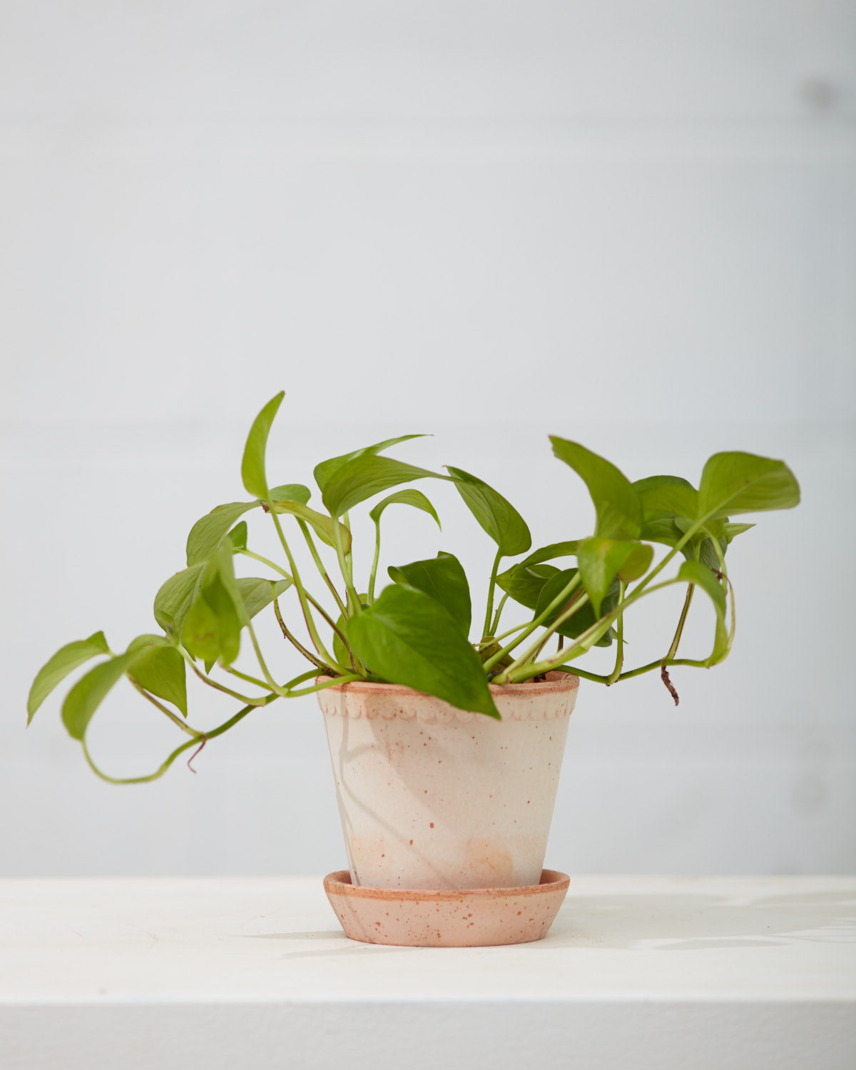 4.7 Inch BERGS POTTER 'HELENA' ANTIQUE ROSA