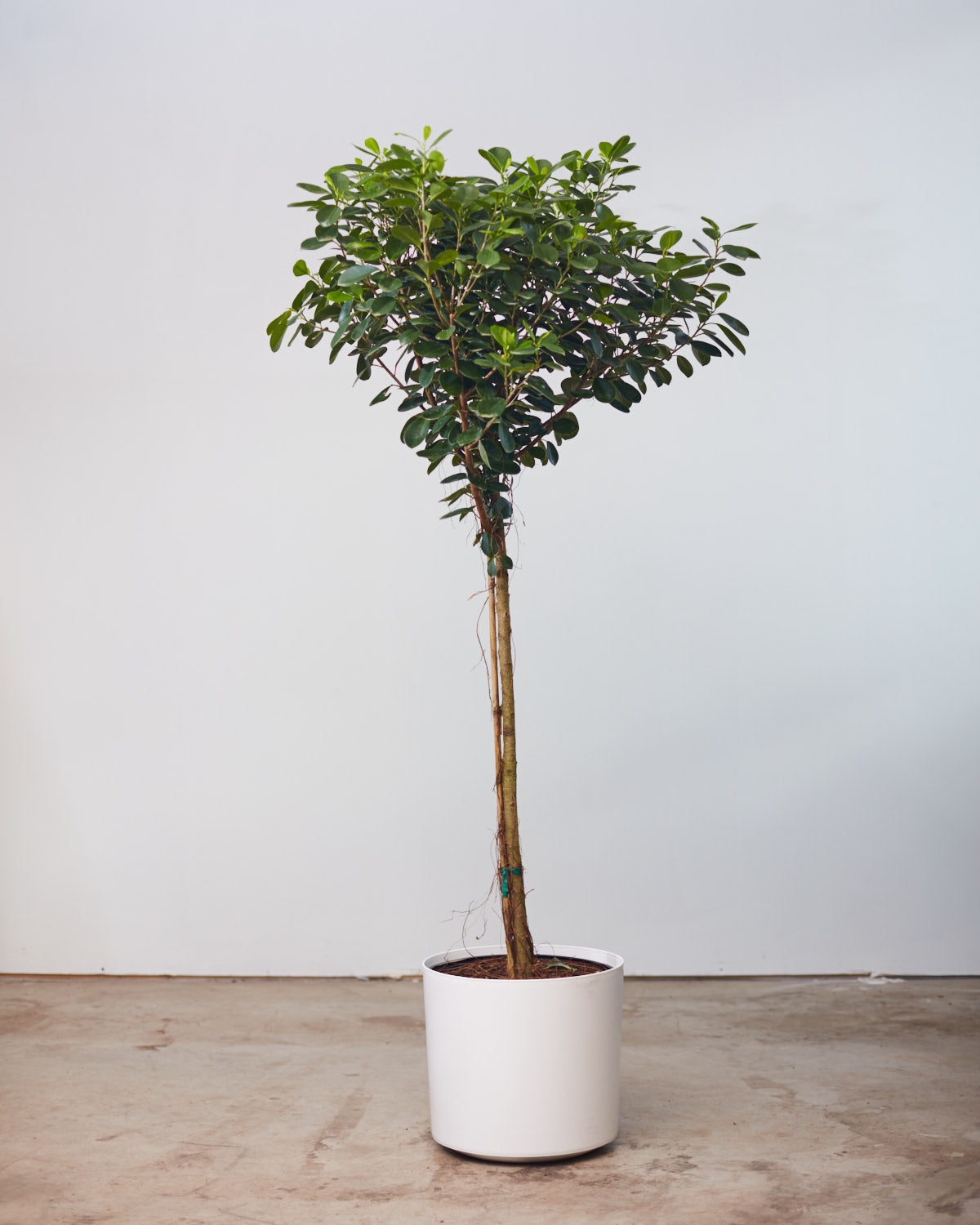FICUS MOCLAME 12" Grower Pot (~5' tall)