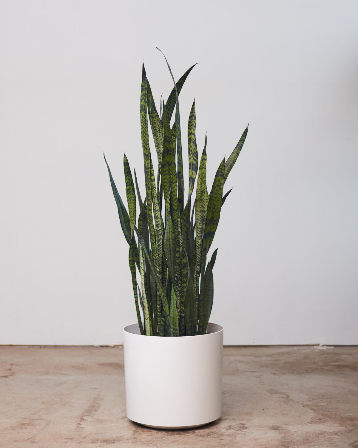 Green Snake Plant: Sansevieria trifasciata 'Zeylanica' - 14 inch pot - 3-4 foot tall