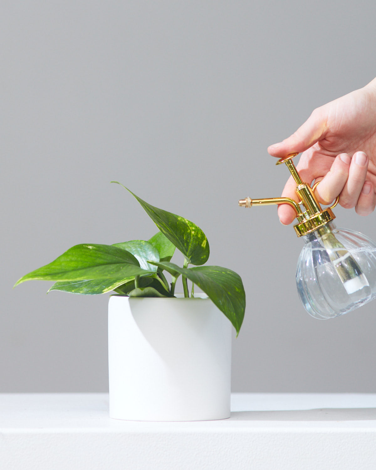 Carlise Plant Mister