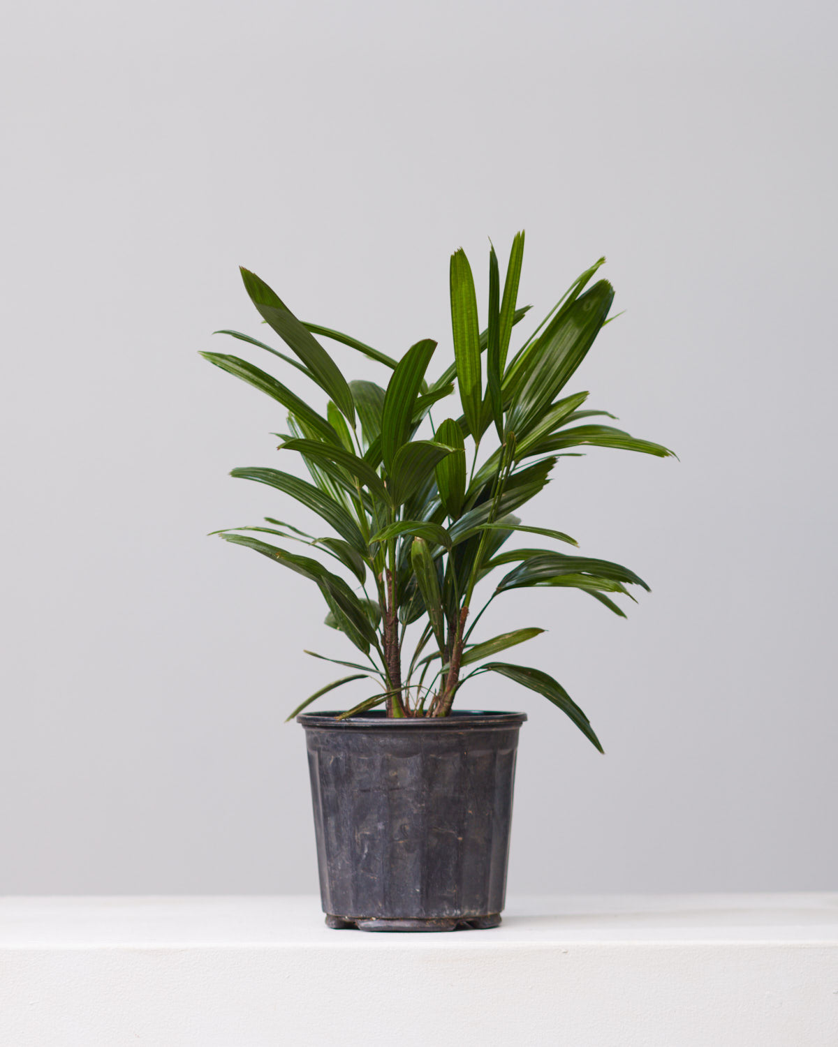rhapis indoor plant RHAPIS PALM 6" Grower Pot – Dynasty Plants