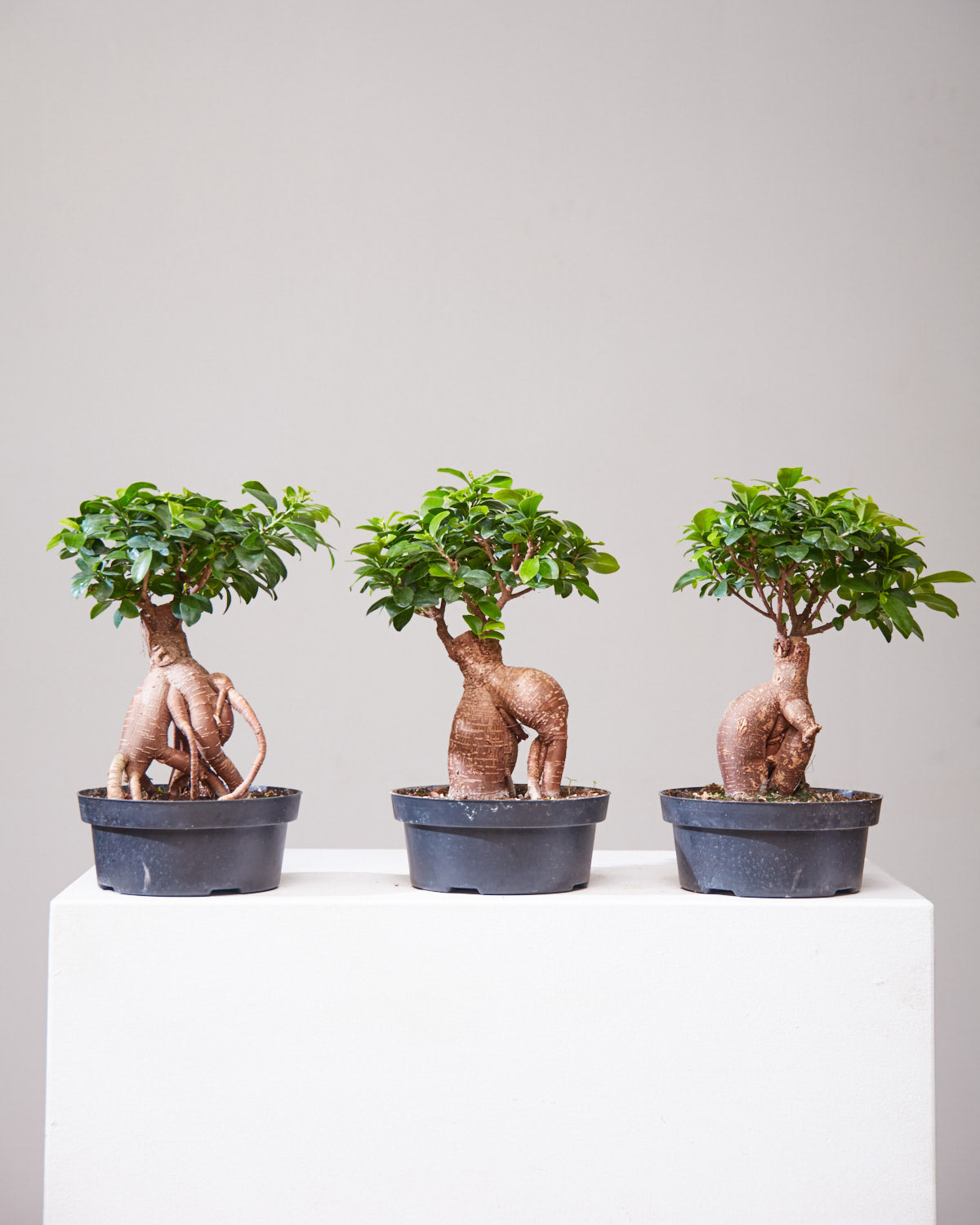 Ginseng Ficus Bonsai: Ficus retusa