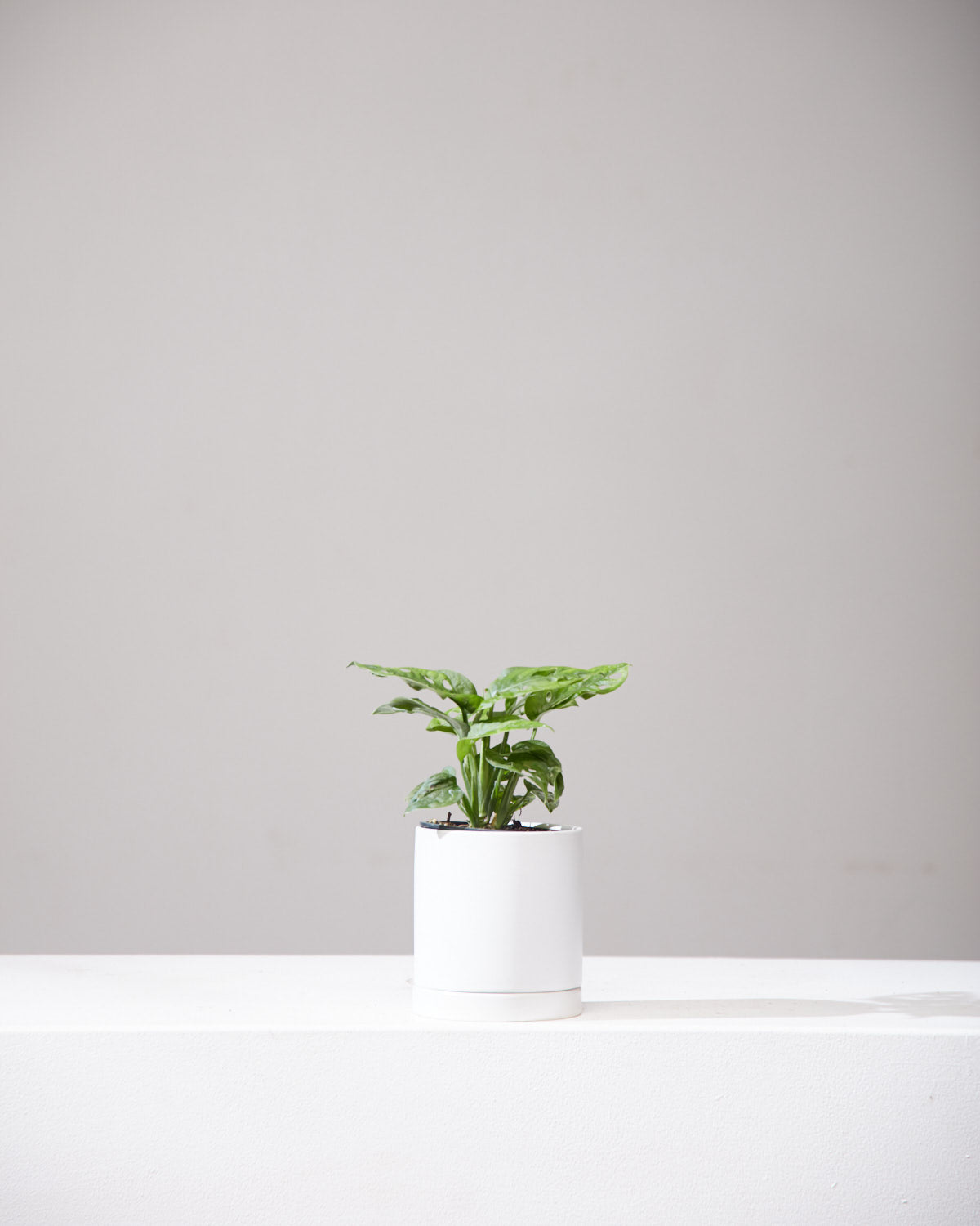 Swiss Cheese Vine: Monstera adansonii - 4 inch pot