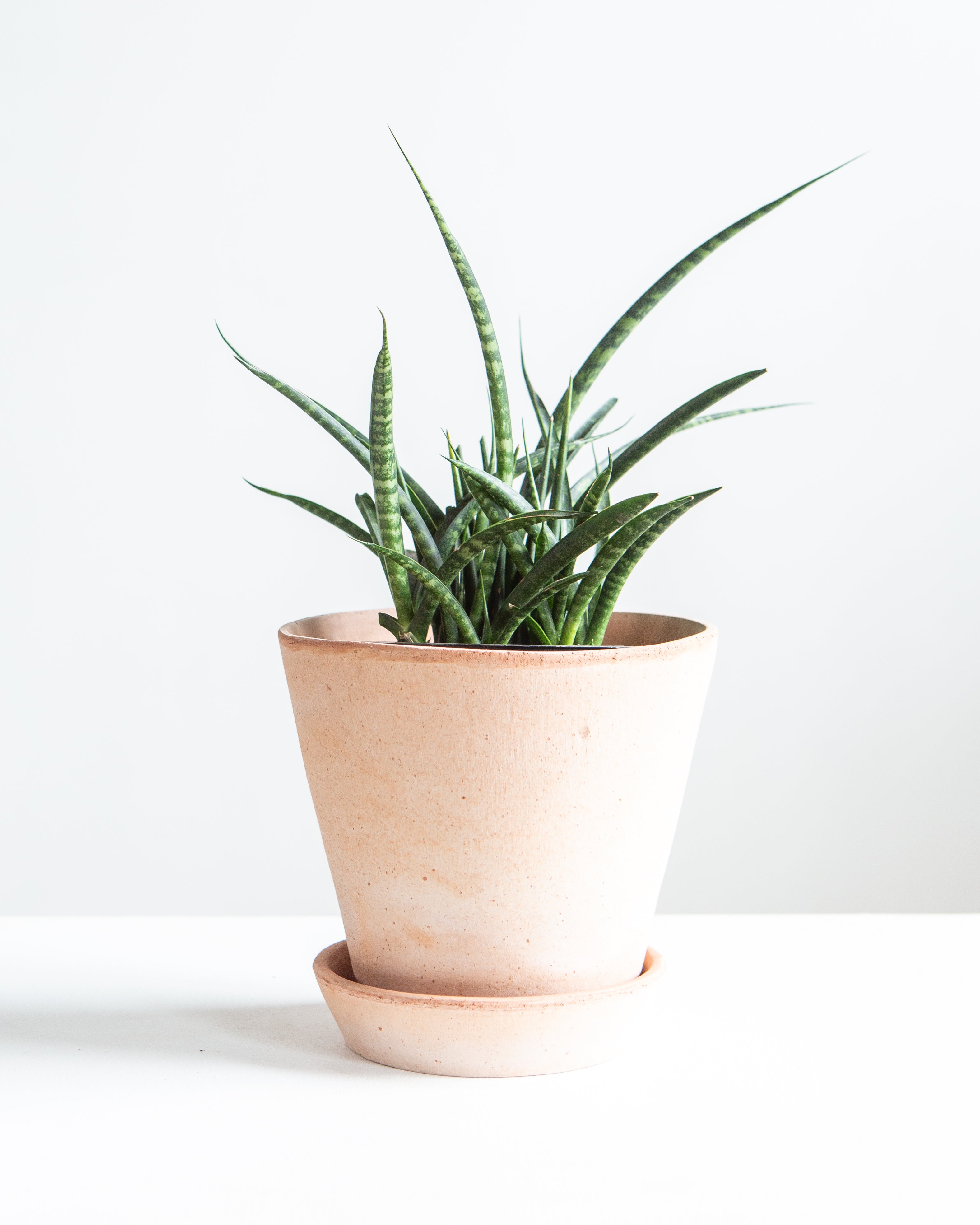Fernwood Punk Snake Plant: Sansevieria bacularis - 6 inch pot