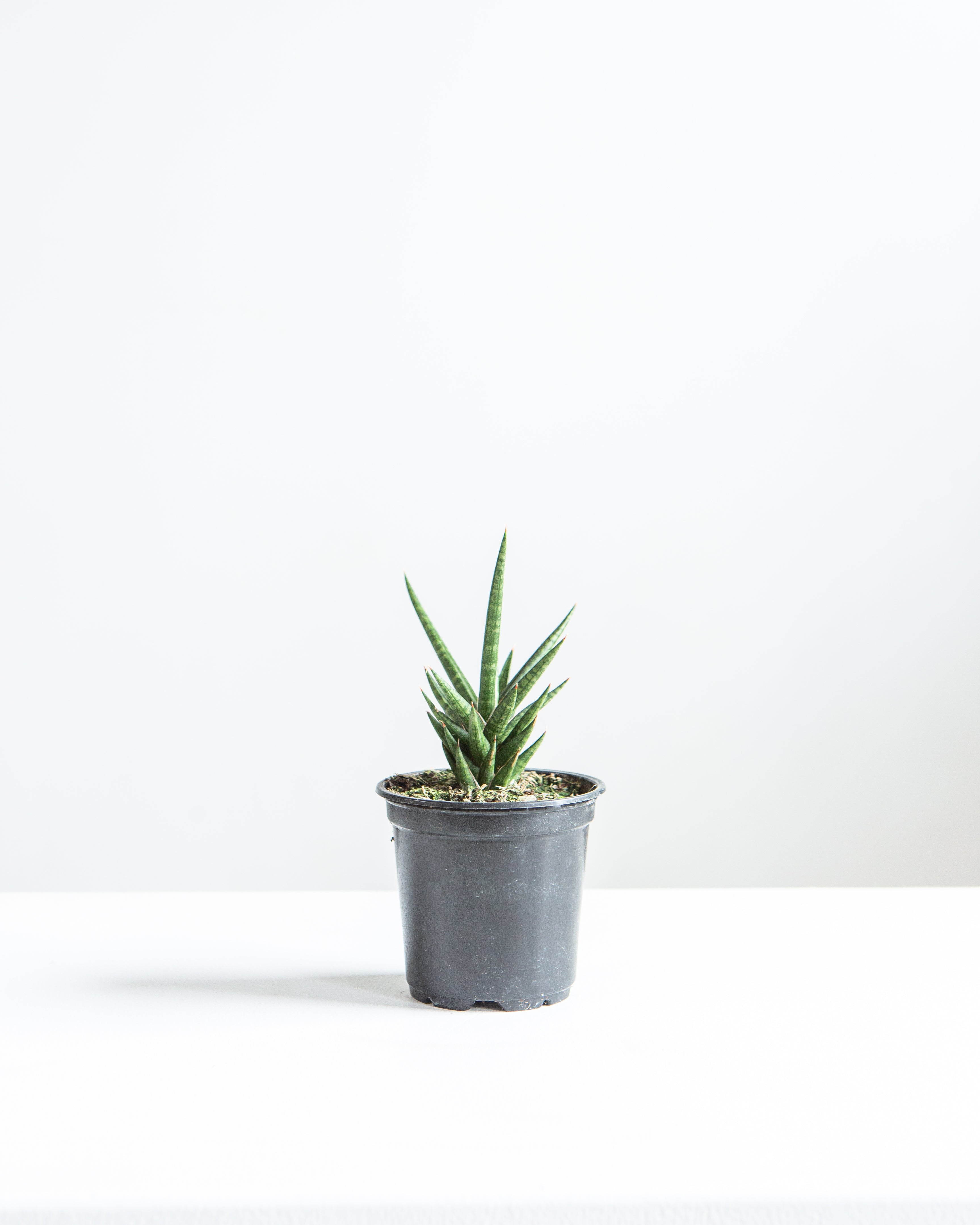 SNAKE PLANT (SANSEVIERIA 'FRANCISII') 4" Grower Pot