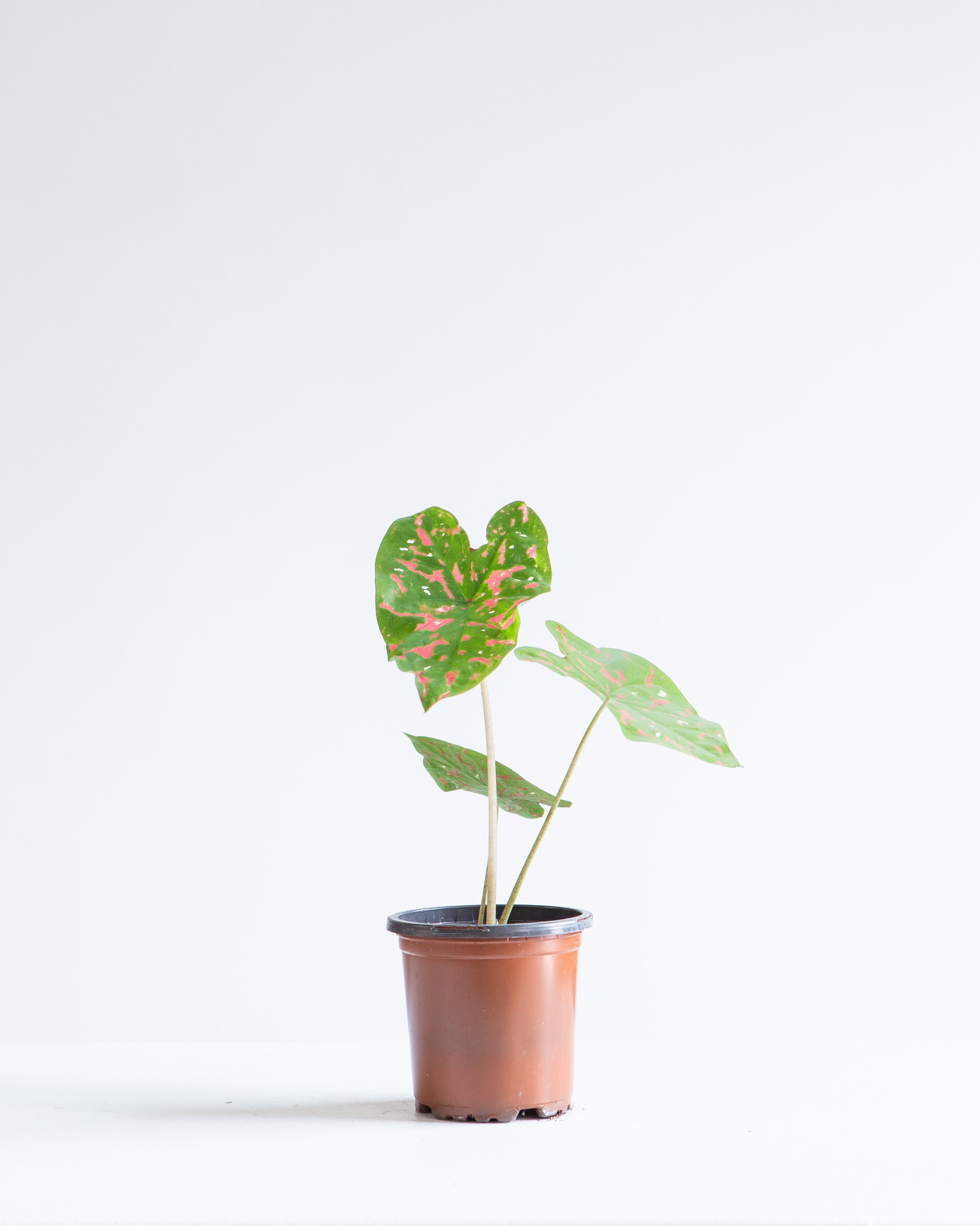 CALADIUM POISON DART FROG 4" Grower Pot