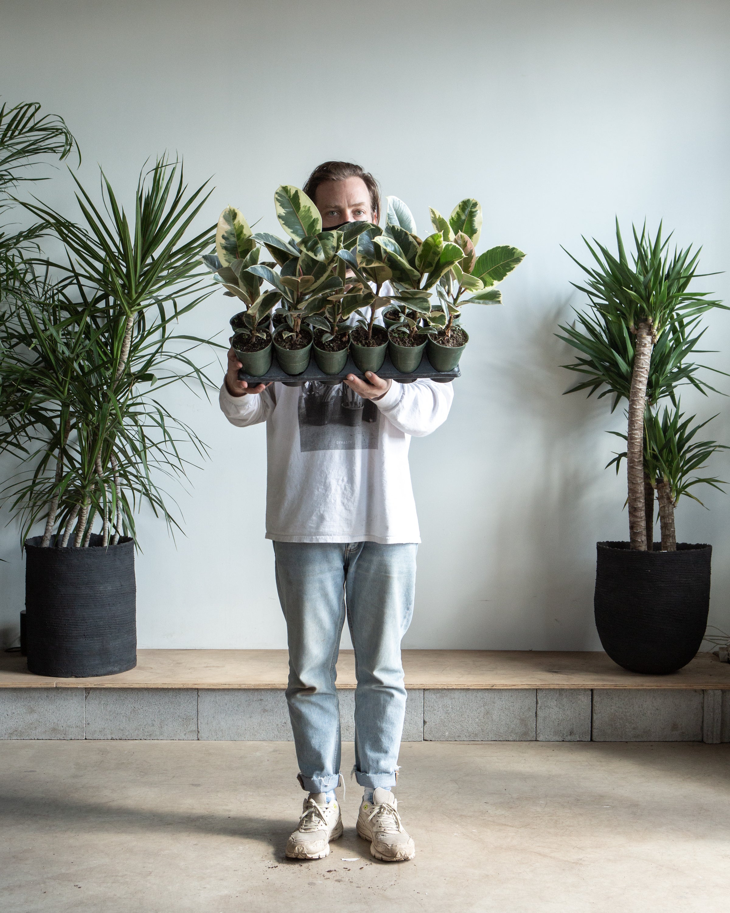 Tineke Rubber Plant: Ficus elastica - 4 inch pot