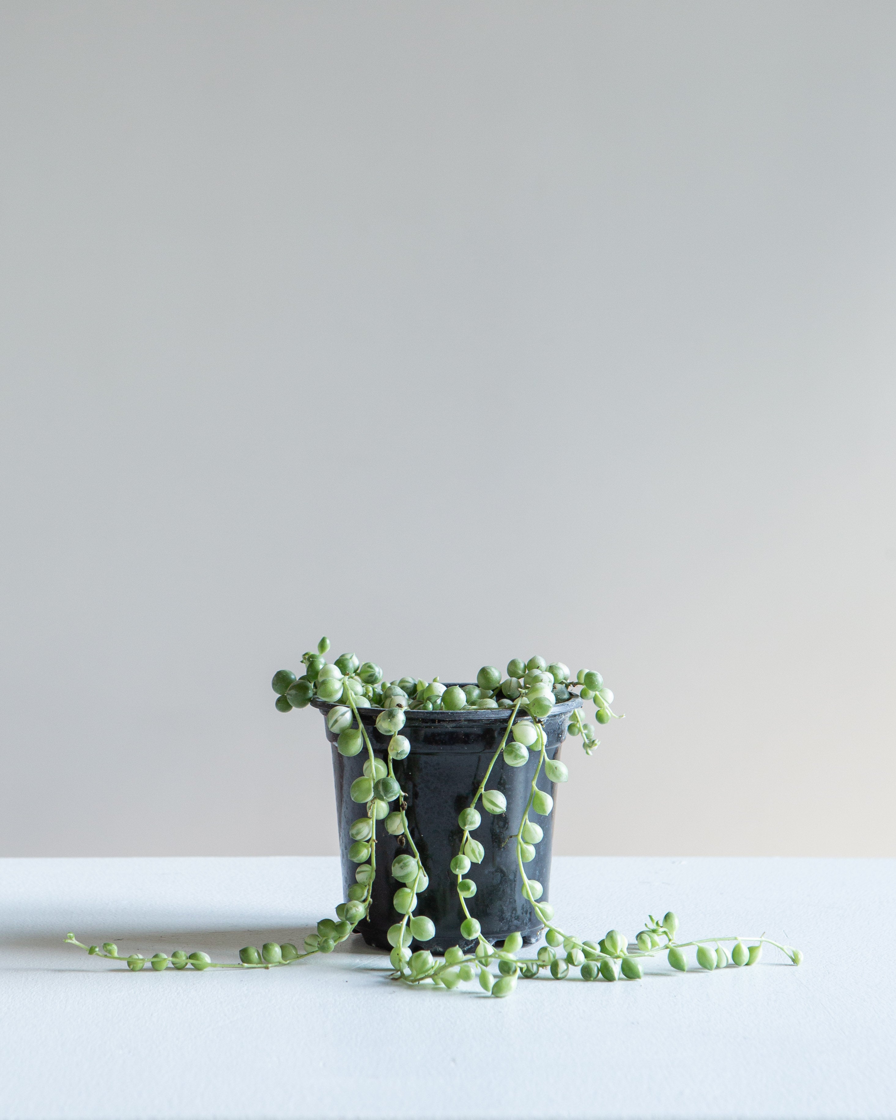 Variegated String of Pearls: Curio rowleyanus - 4 inch pot