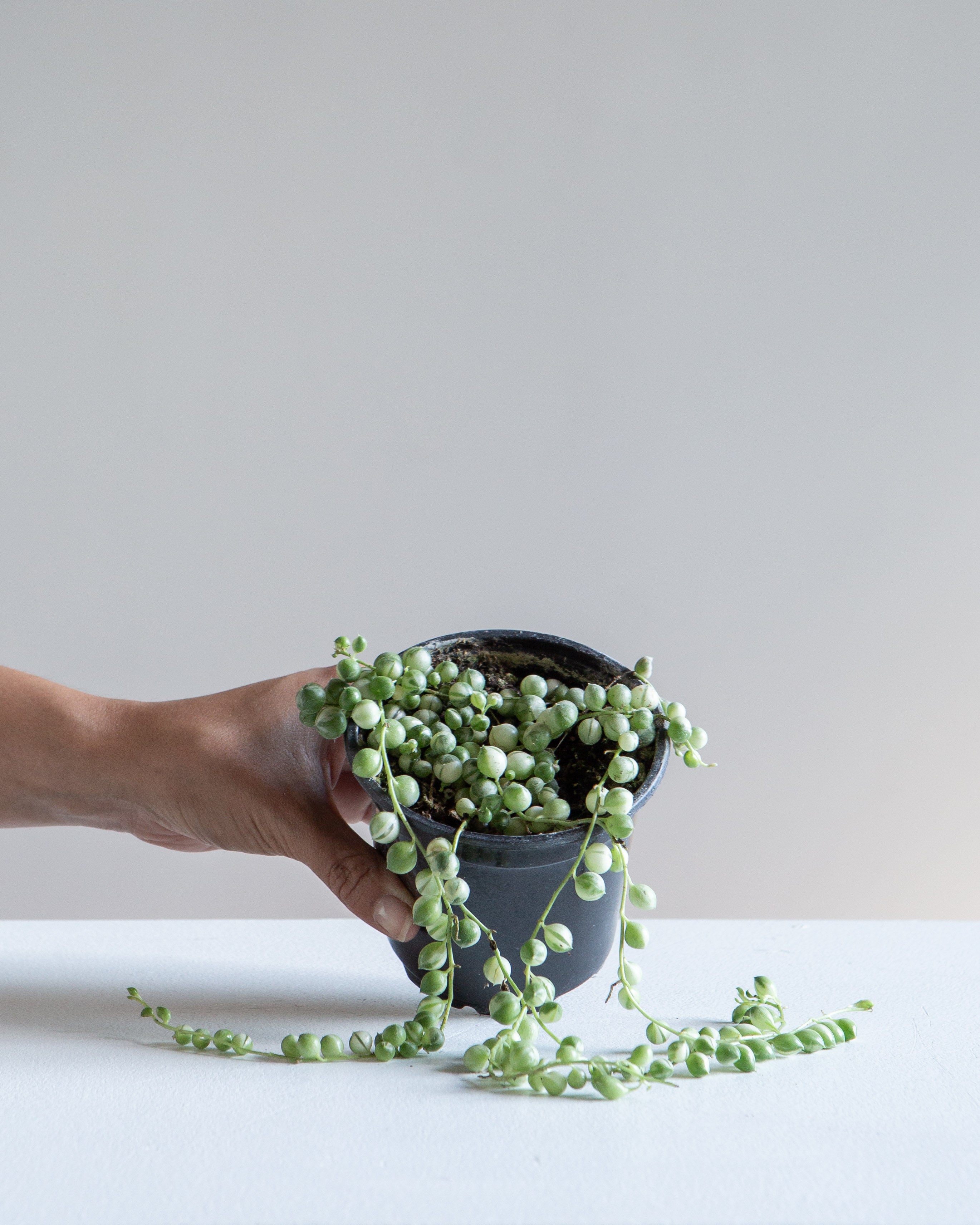 Variegated String of Pearls: Curio rowleyanus - 4 inch pot