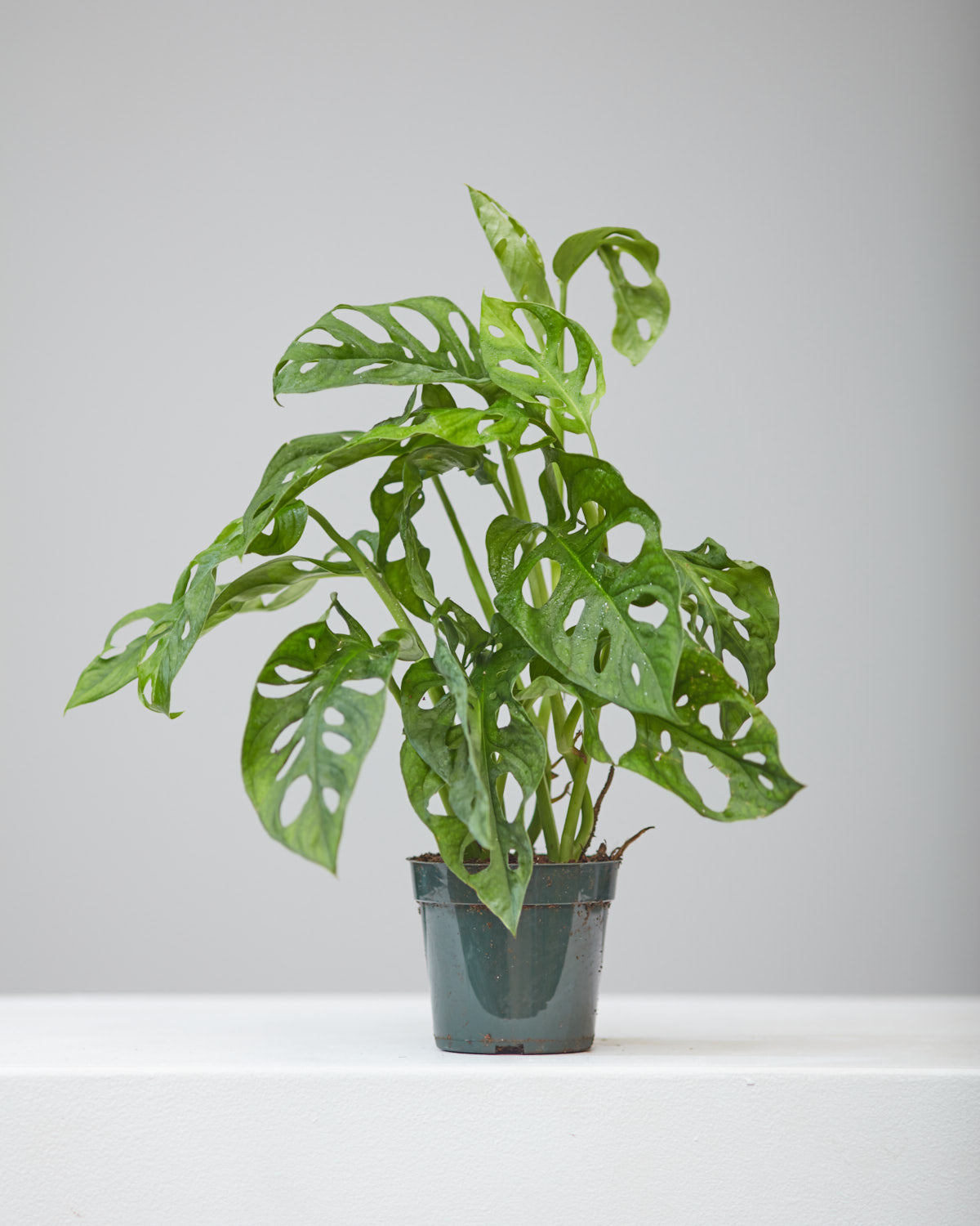 Swiss Cheese Vine: Monstera adansonii - 5 inch pot