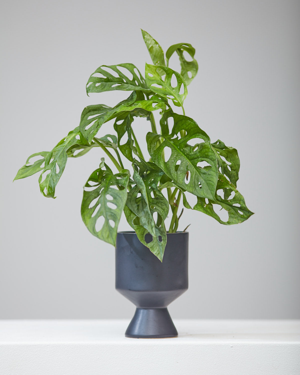 Swiss Cheese Vine: Monstera adansonii - 5 inch pot