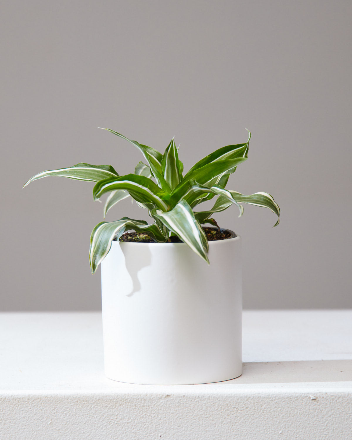 dracaena malaika DRACAENA 'MALAIKA' 4" Grower Pot – Dynasty Plants