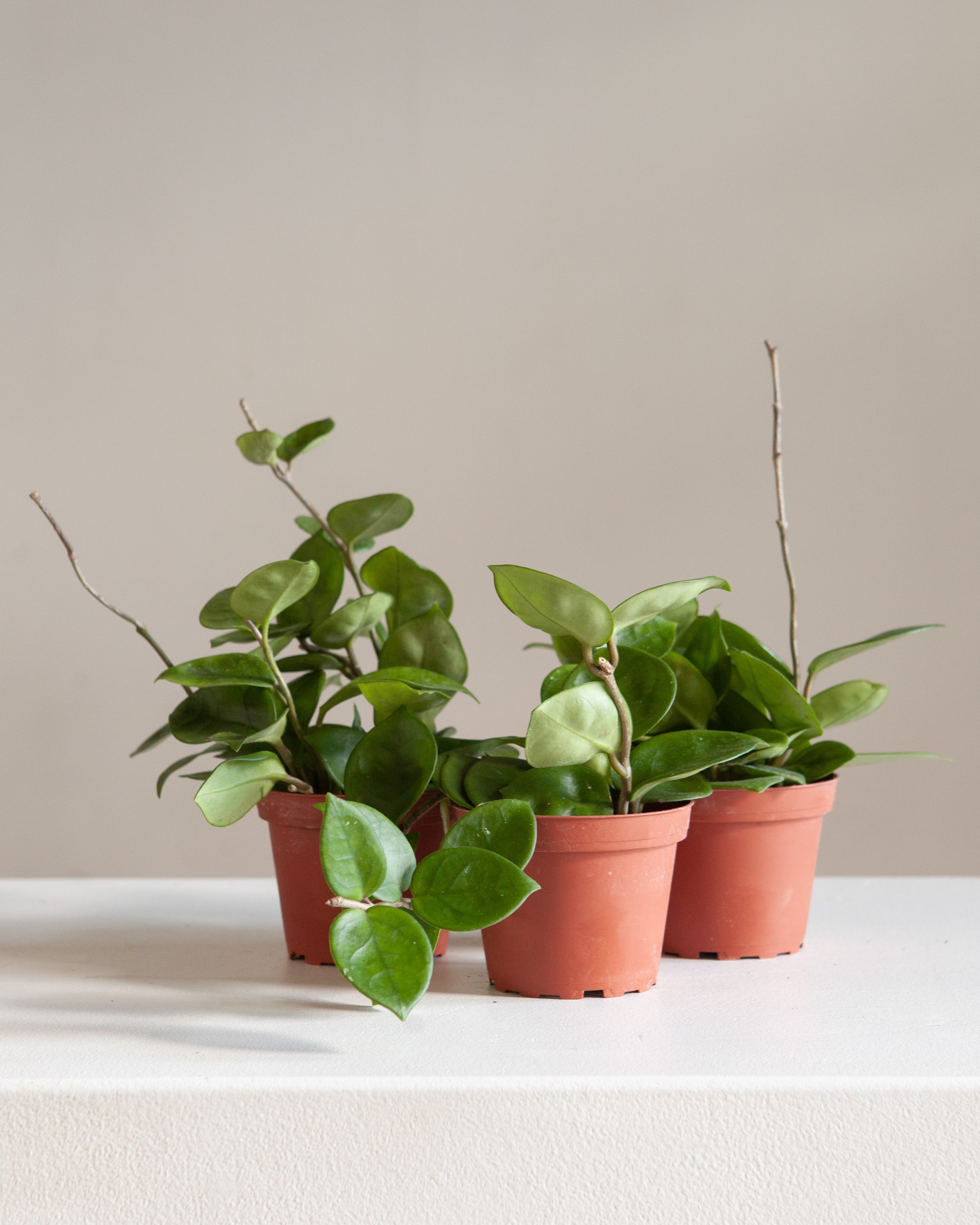 Wax Plant: Hoya carnosa 'Chelsea' - 4 inch pot