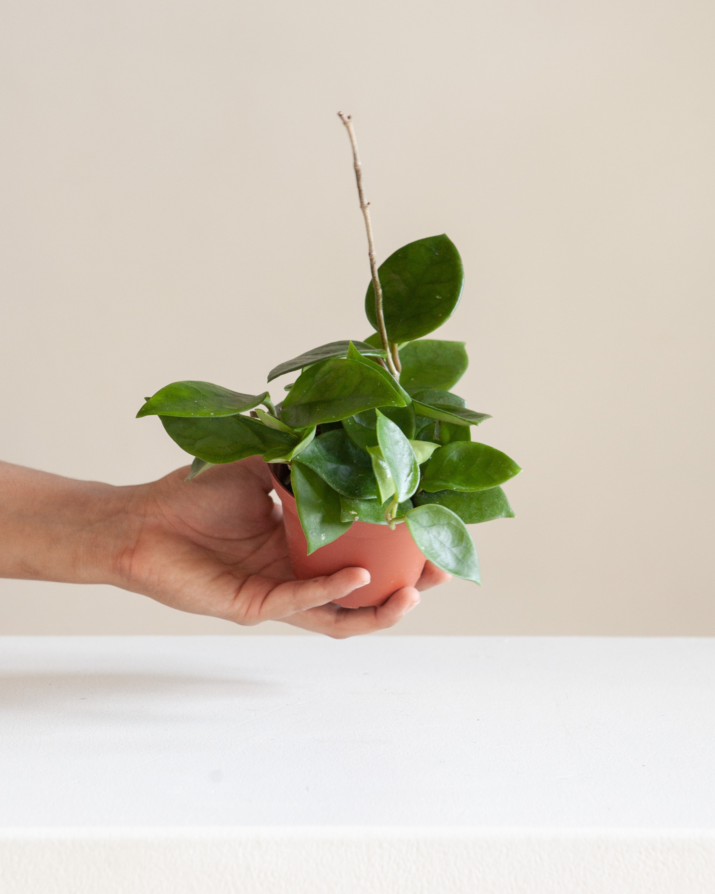 Wax Plant: Hoya carnosa 'Chelsea' - 4 inch pot