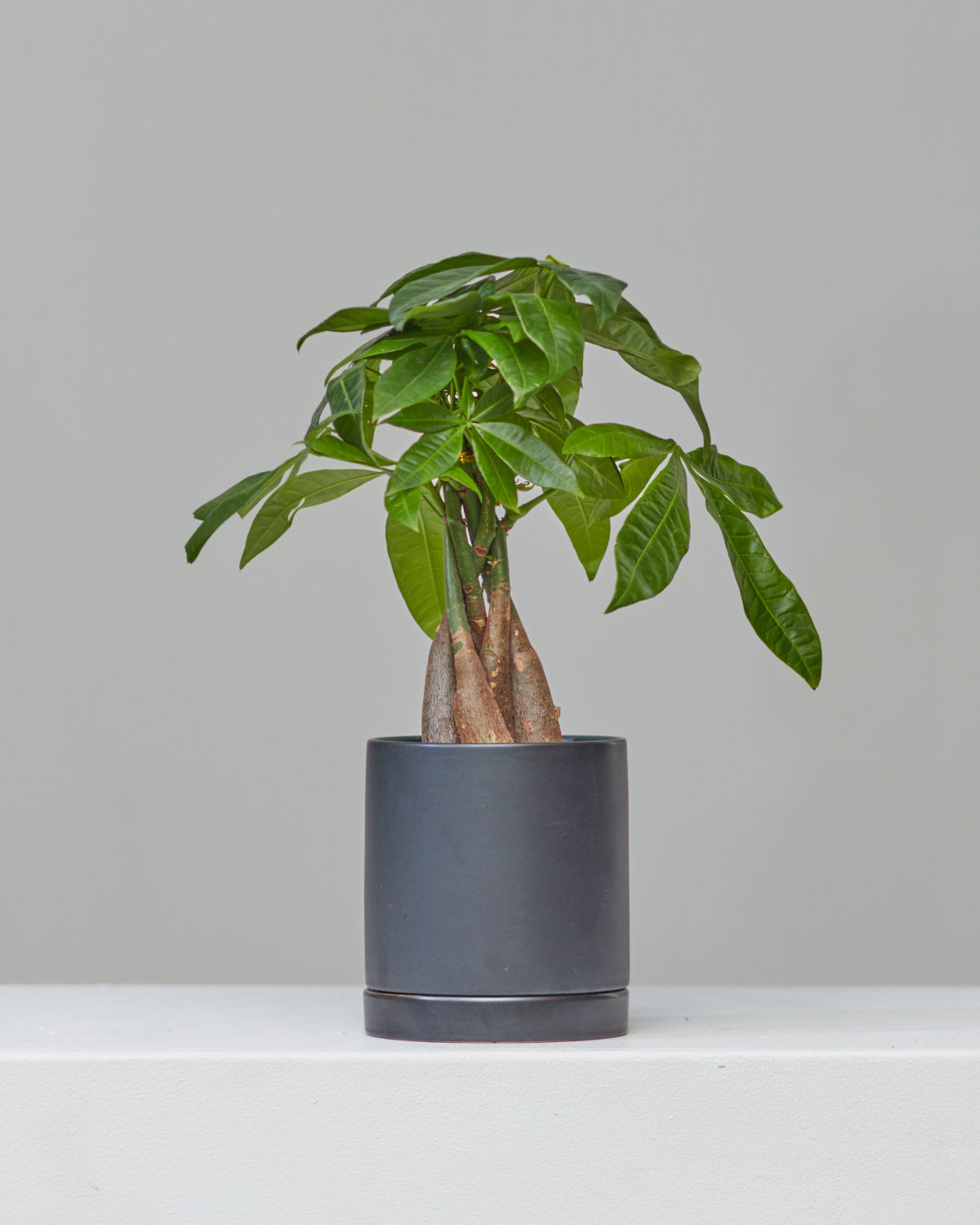 Money Tree: Pachira aquatica - 5 inch pot