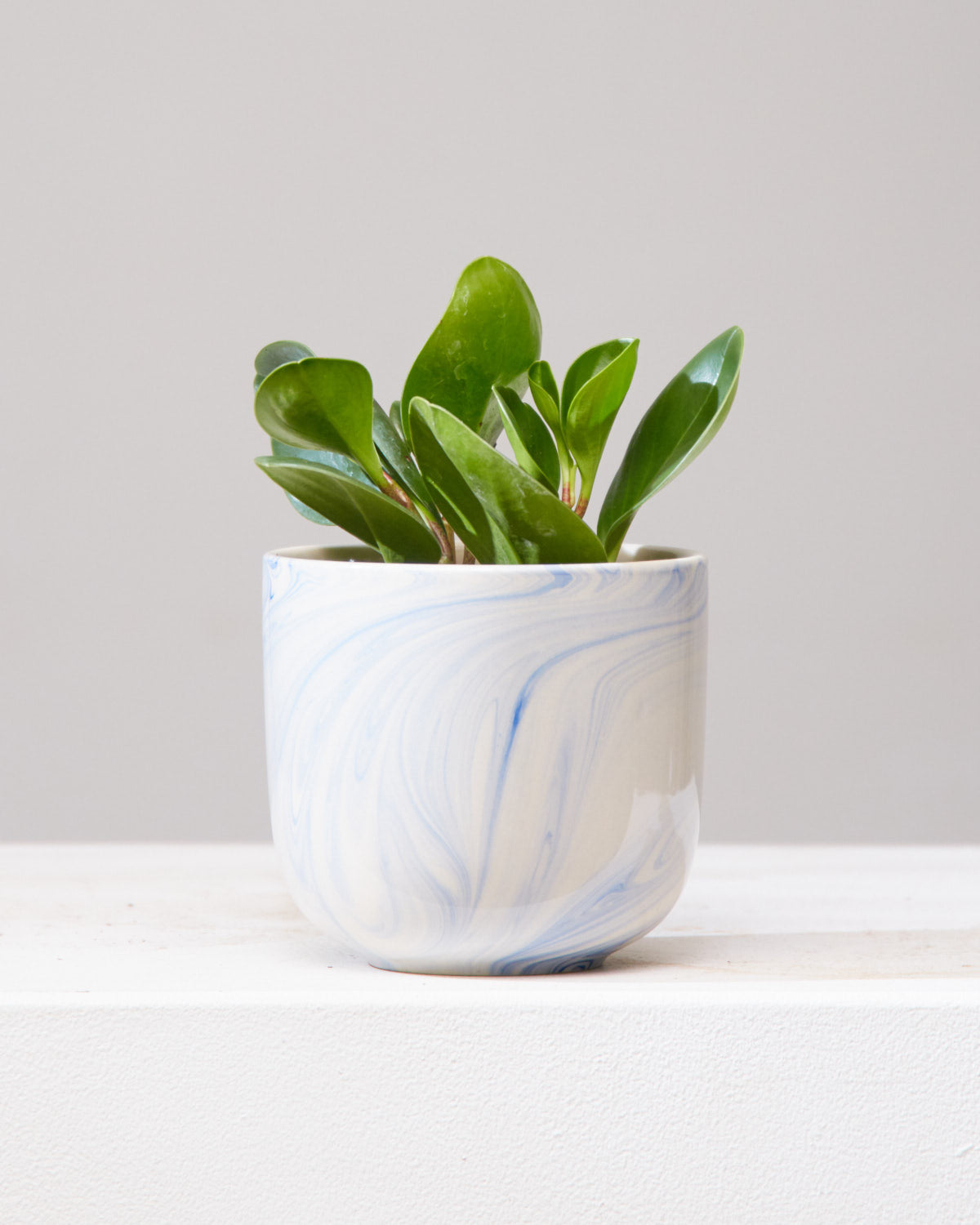 Baby Rubber Plant: Peperomia obtusifolia - 5 inch pot