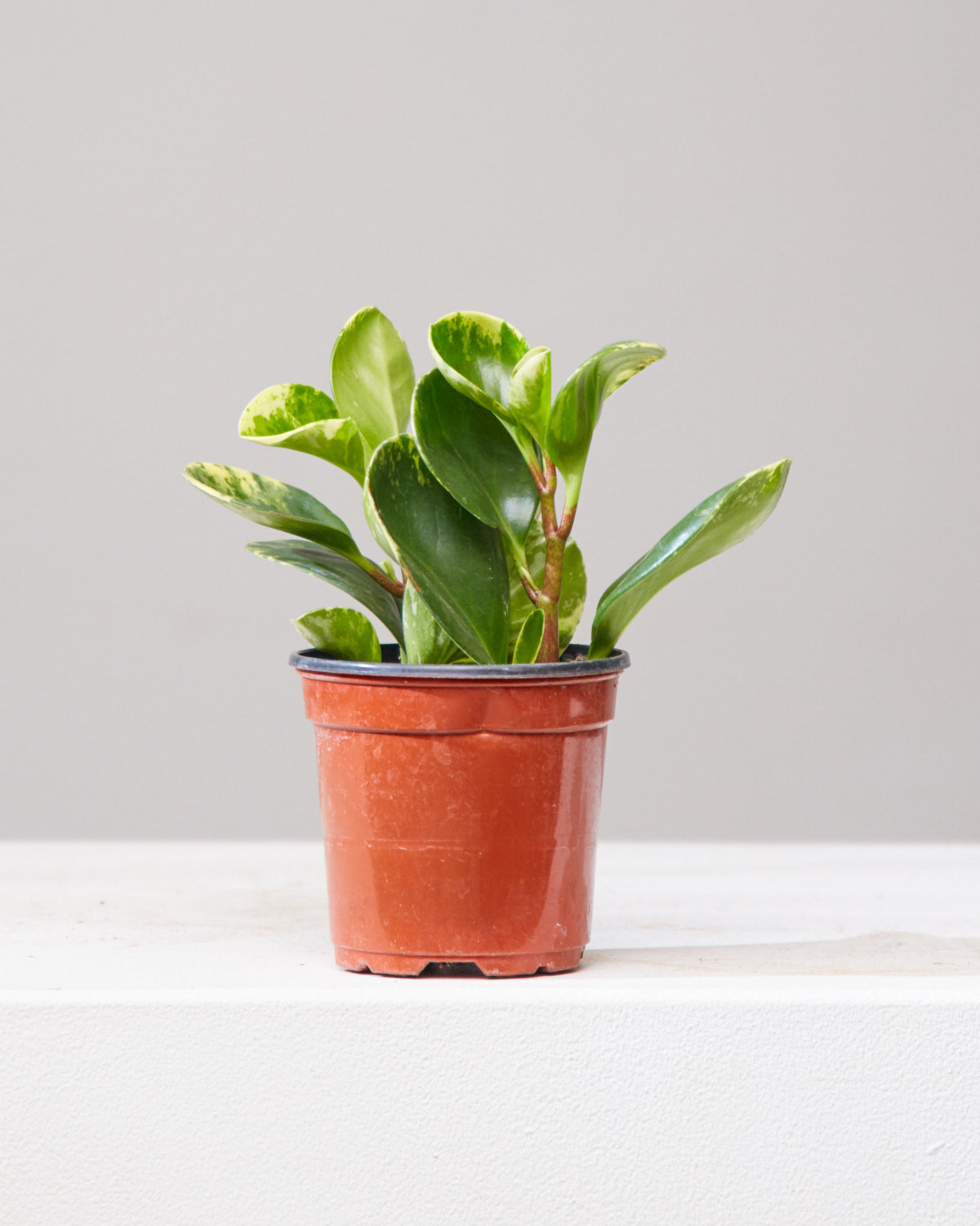 Marble Baby Rubber Plant: Peperomia obtusifolia - 4 inch pot