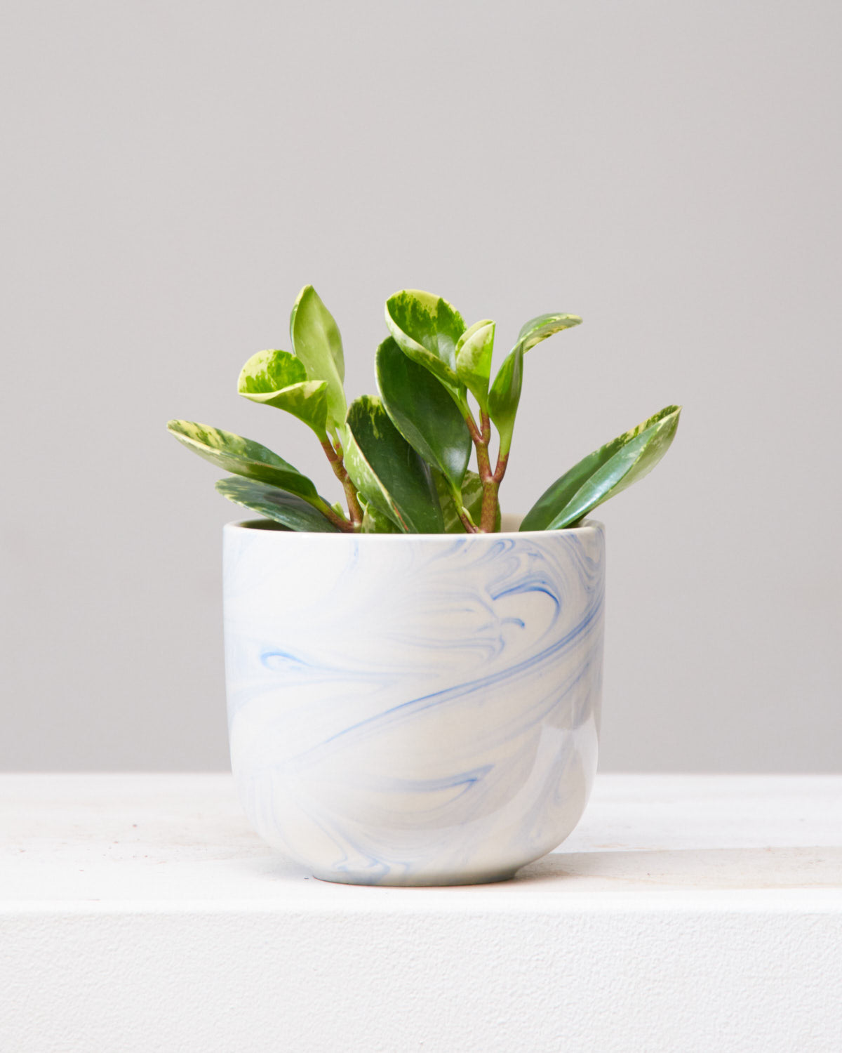 Marble Baby Rubber Plant: Peperomia obtusifolia - 4 inch pot